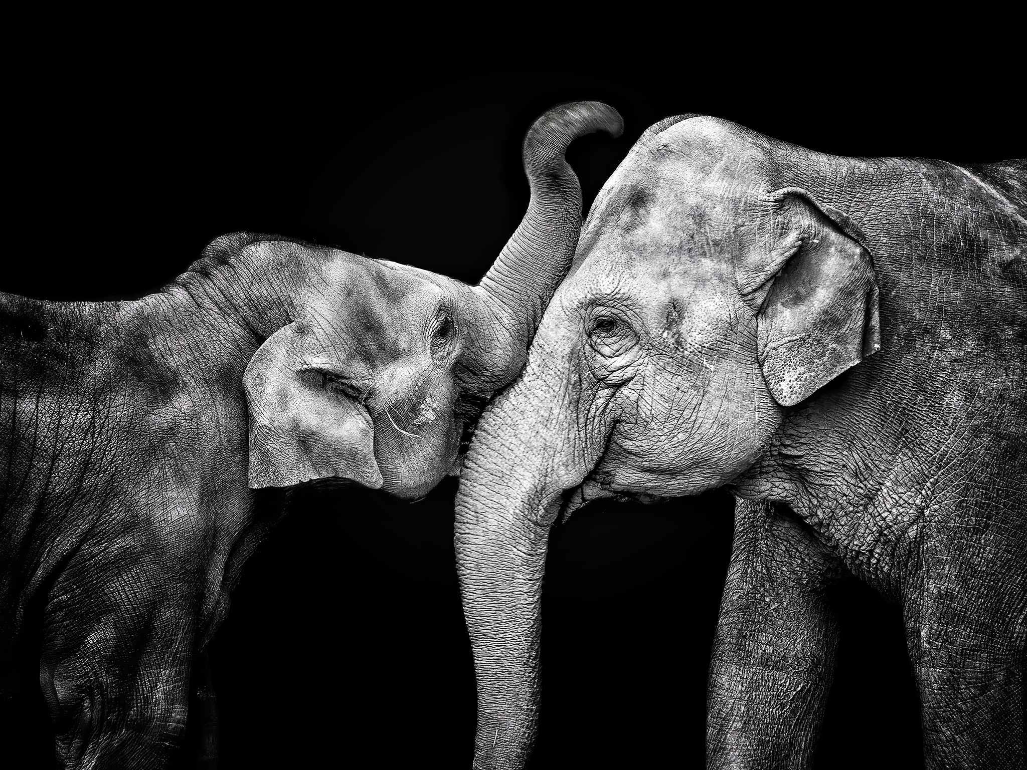 Read more about the article Asian Elephants