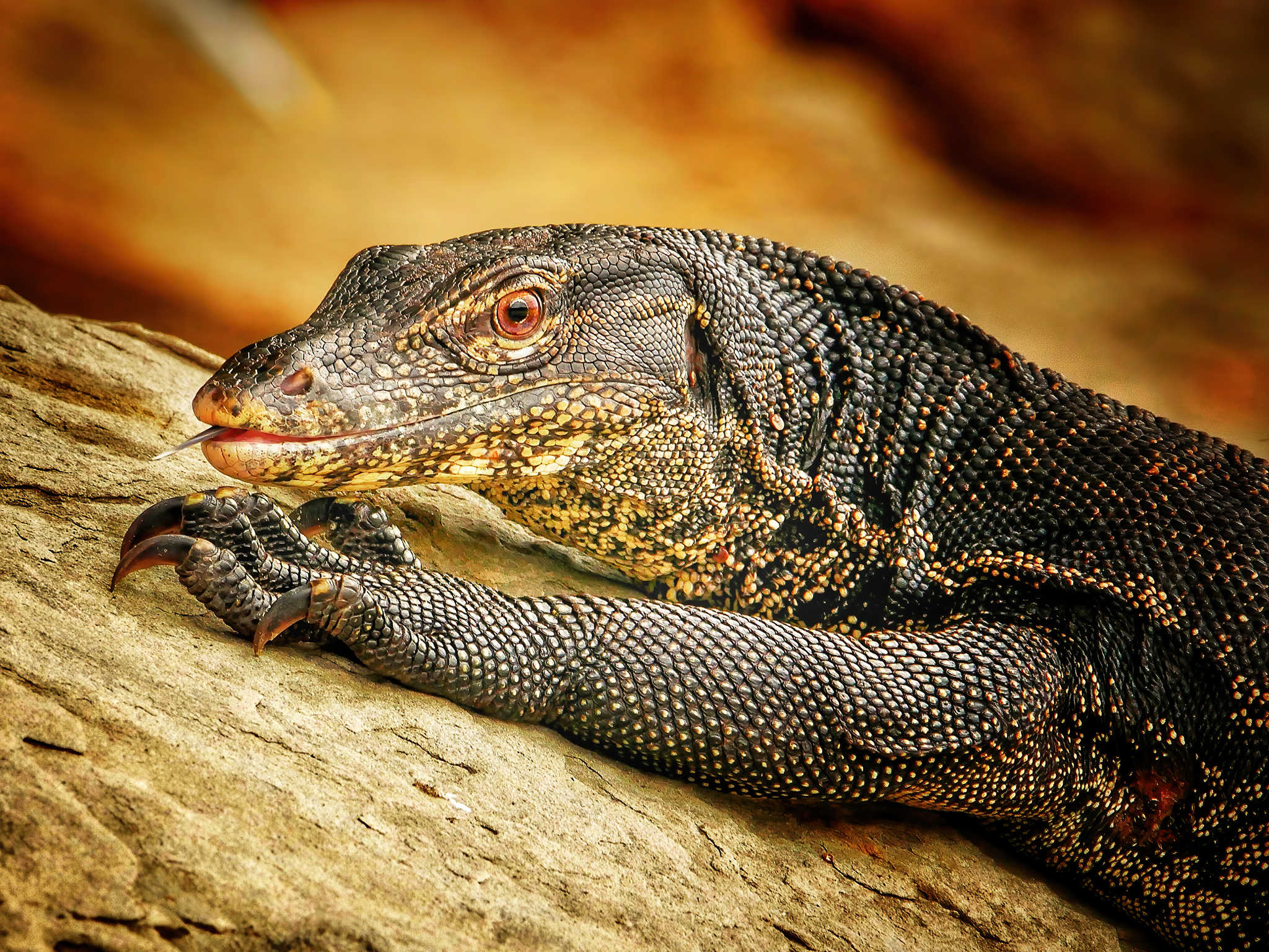 Read more about the article Asian Water Monitor