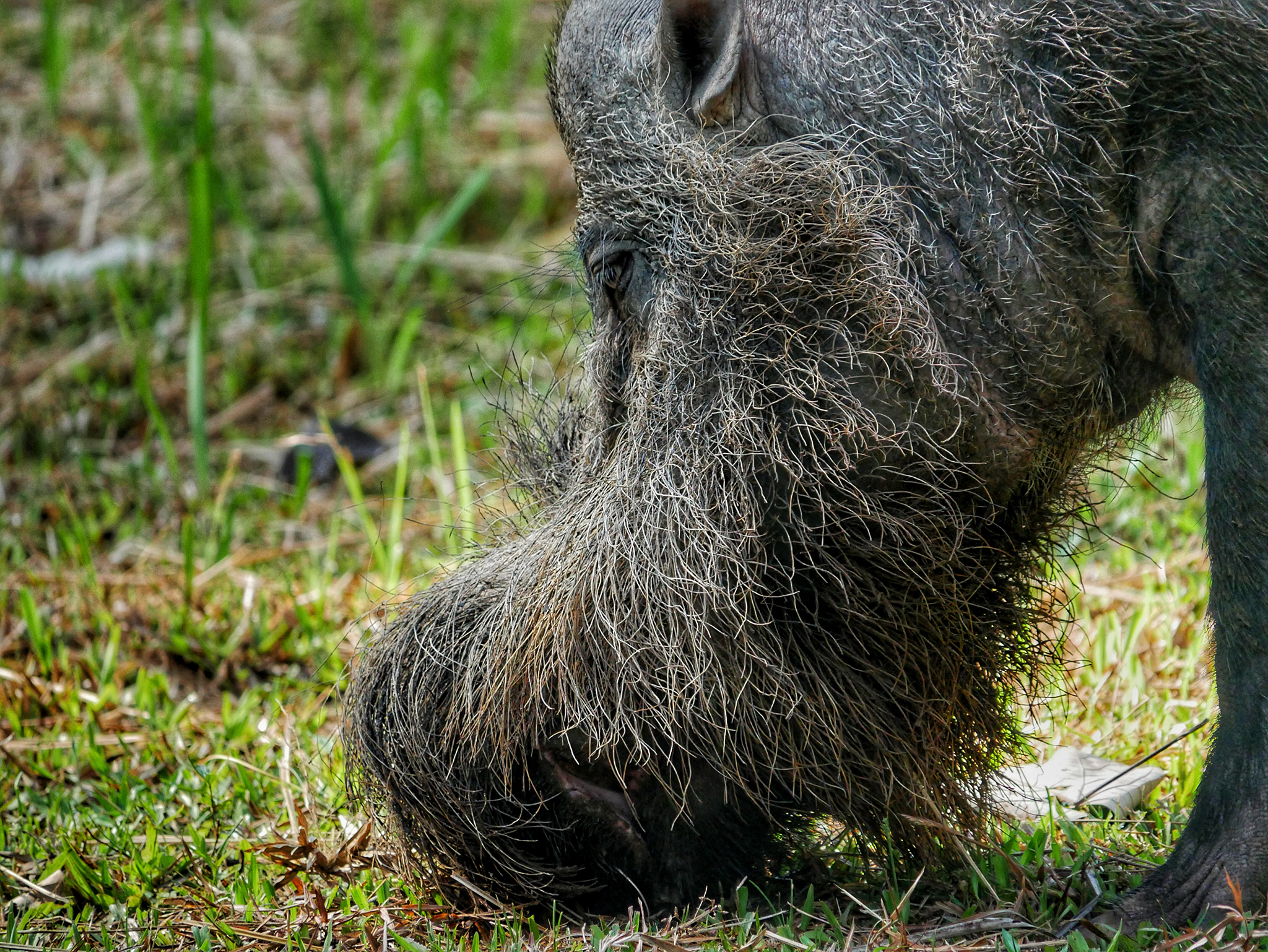 Read more about the article Bearded Pig