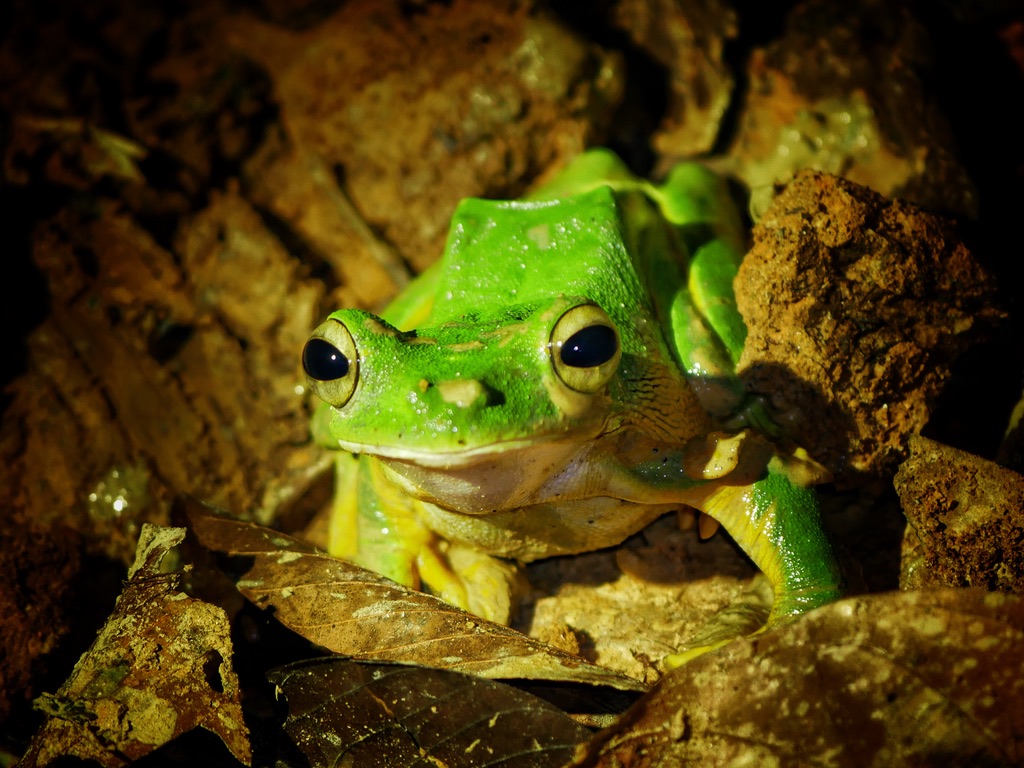 You are currently viewing Wallace’s Flying Frog