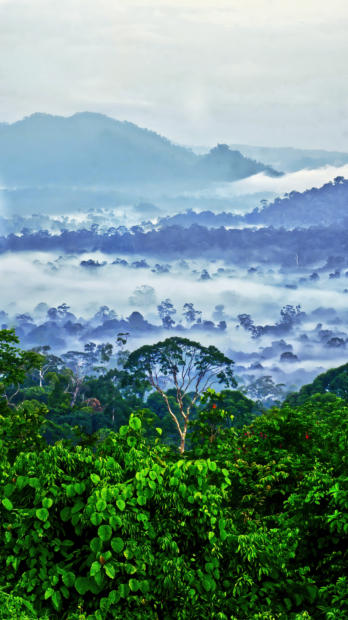 You are currently viewing Danum Valley