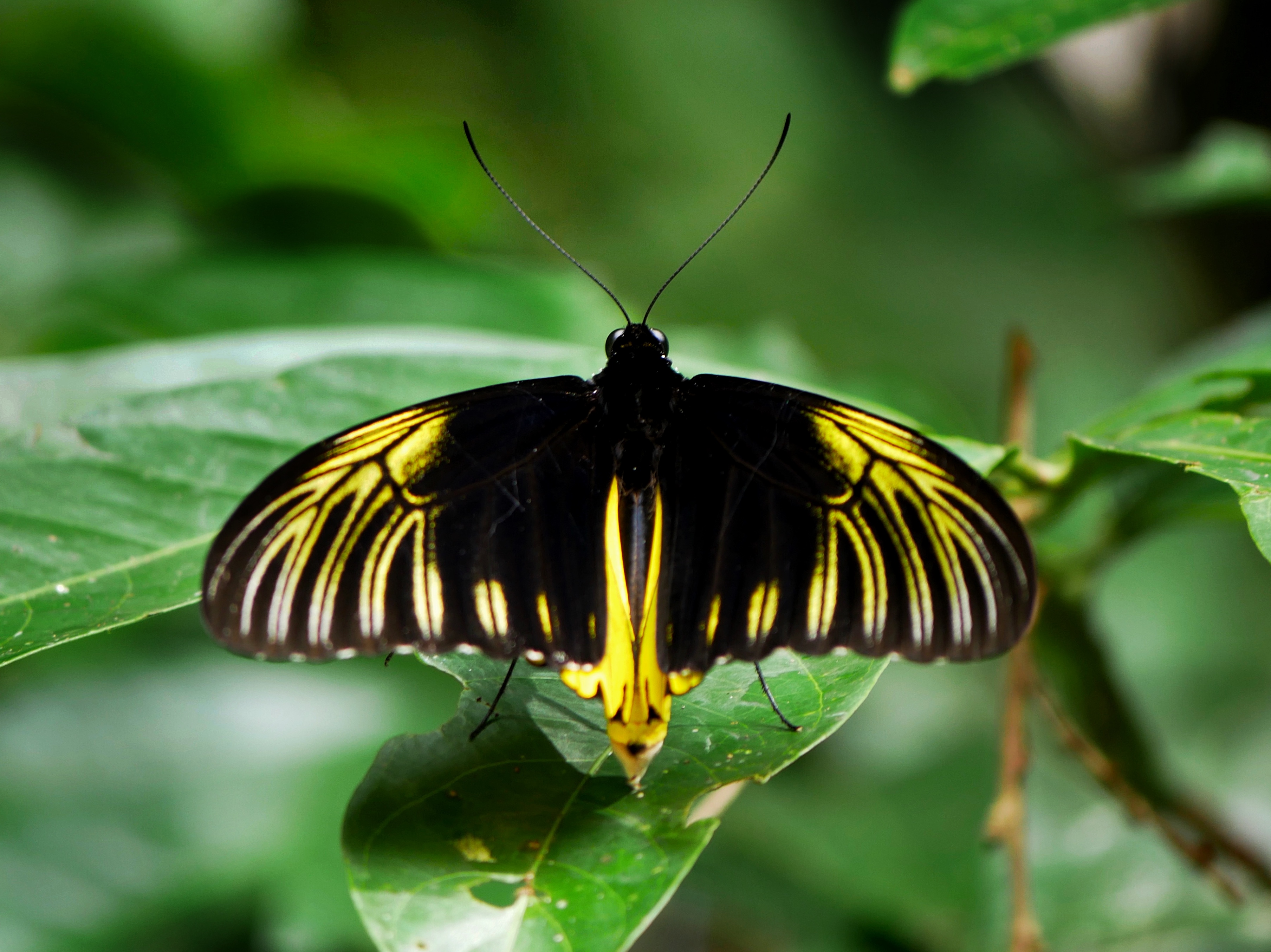 Read more about the article Common Birdwing