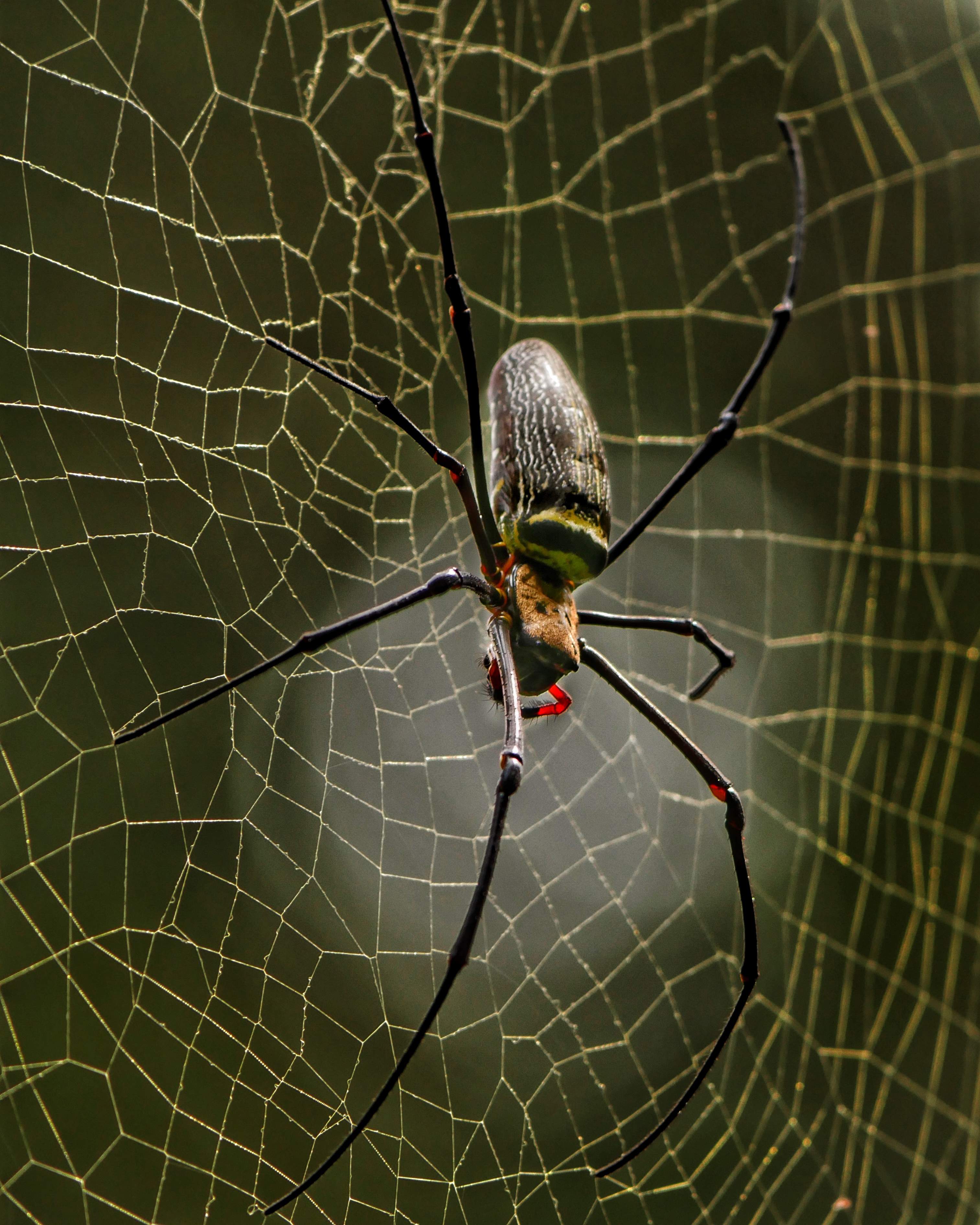 You are currently viewing Giant Golden Orb-Weaving Spider