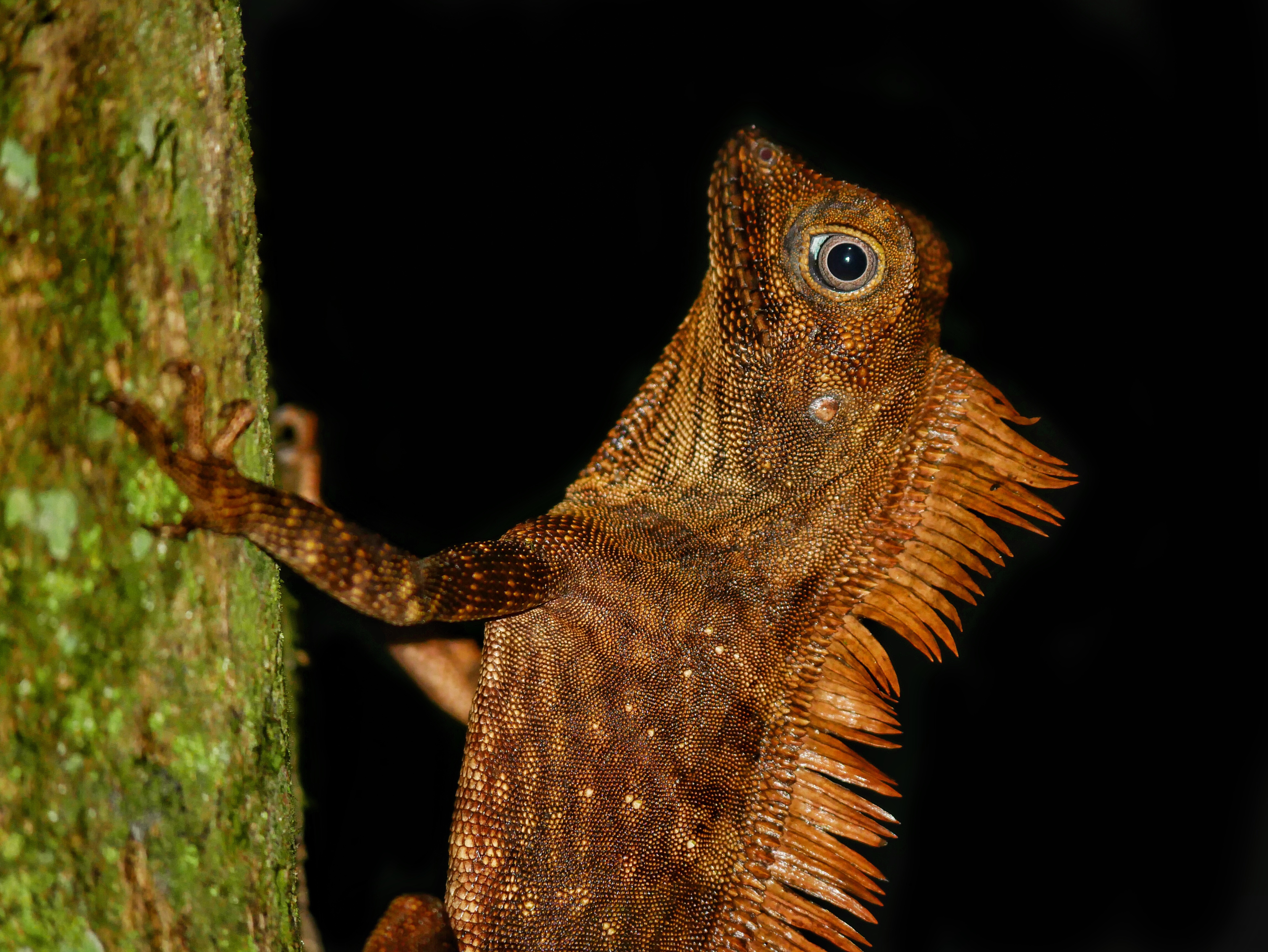 Read more about the article Borneo Anglehead Lizard