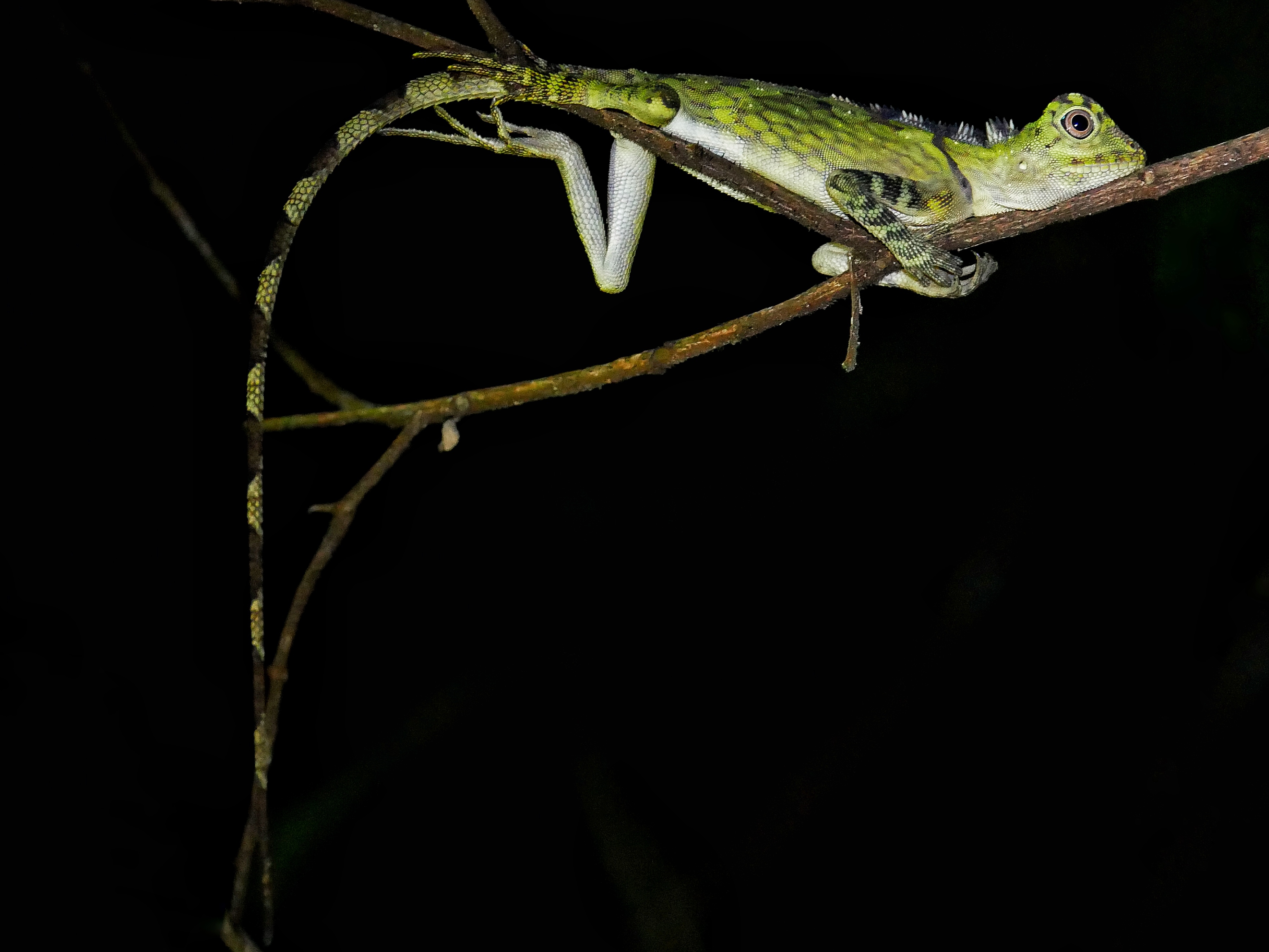 Read more about the article Borneo Anglehead Lizard