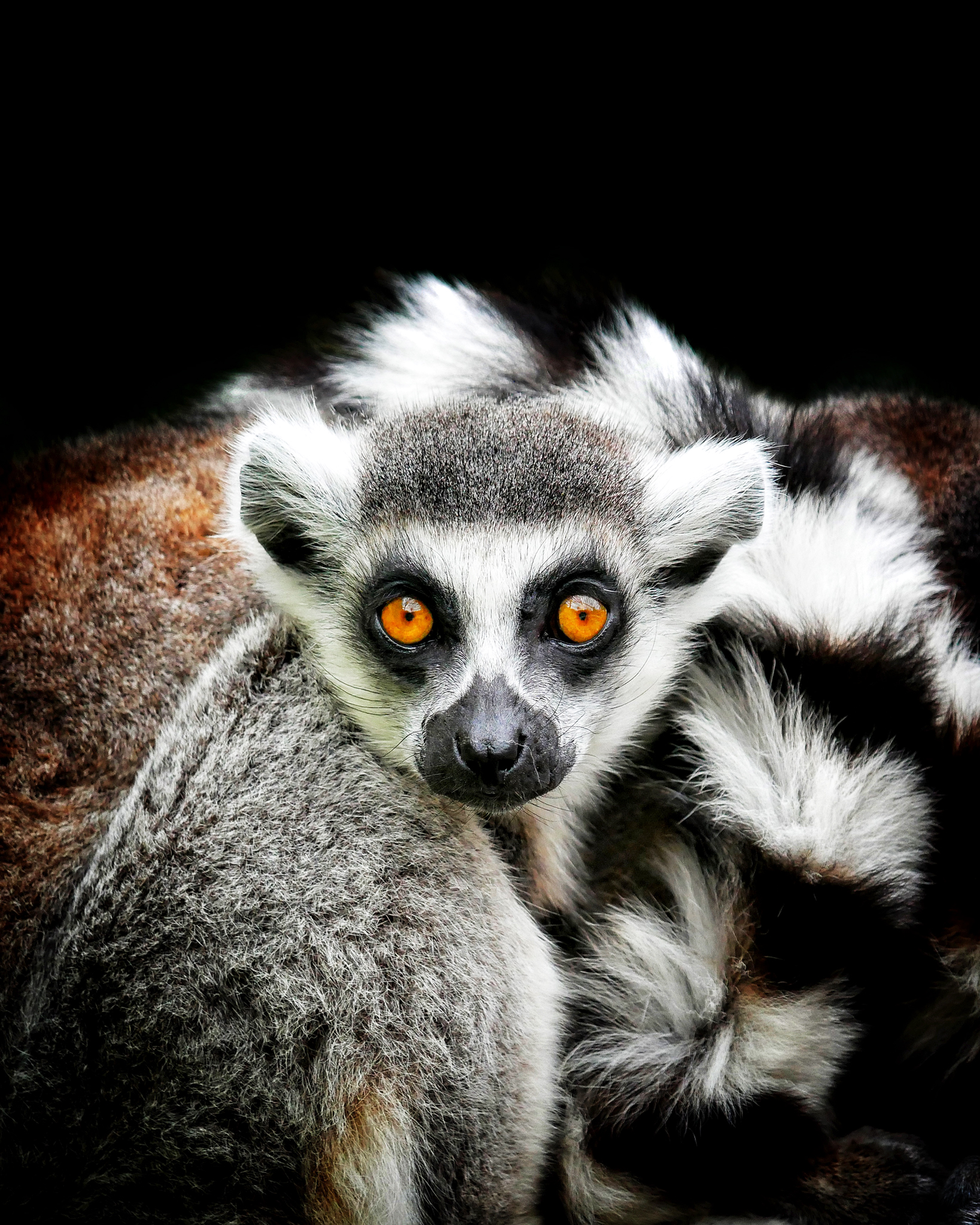 Read more about the article Ring-Tailed Lemur