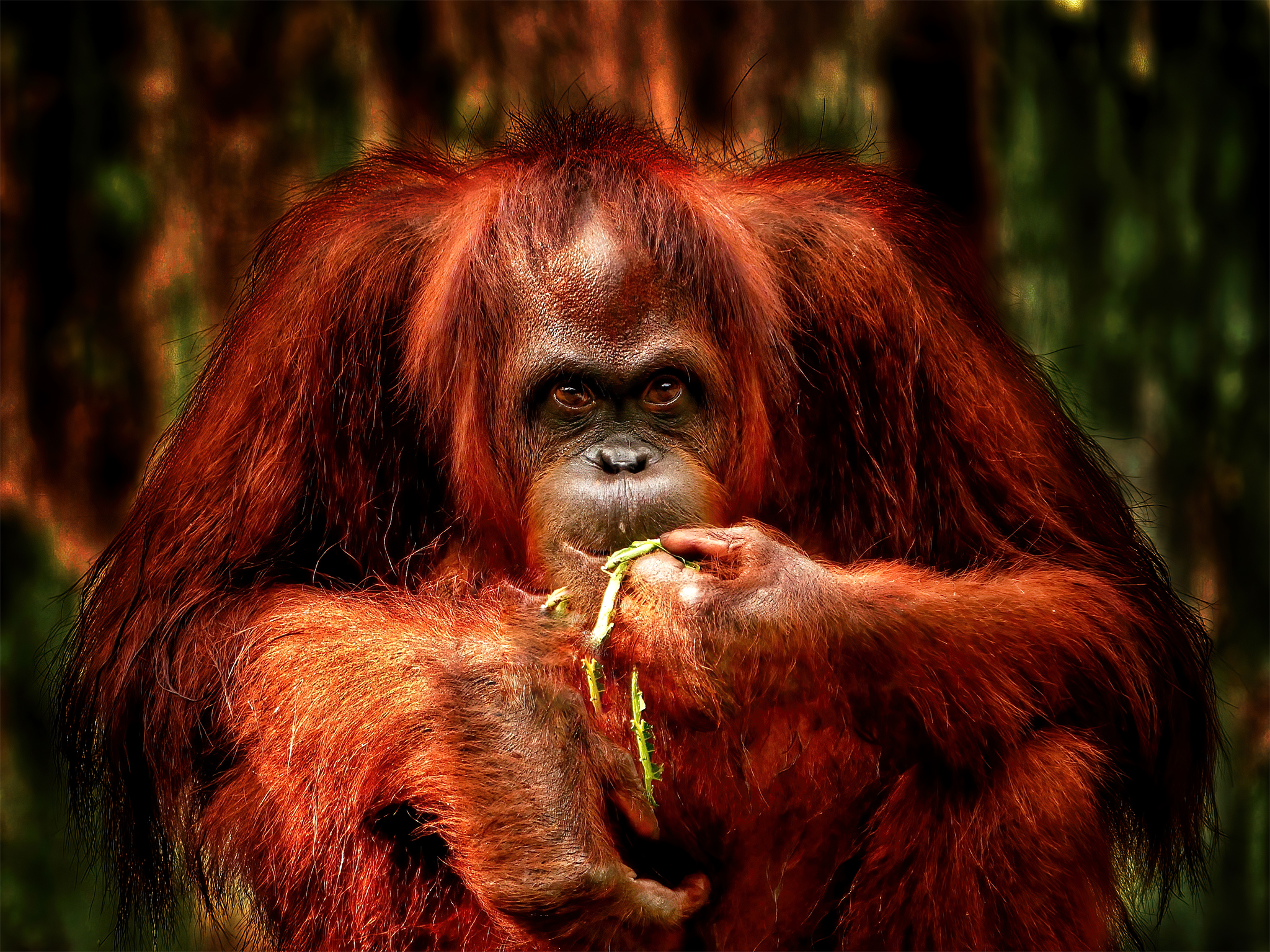 Read more about the article Orangutan