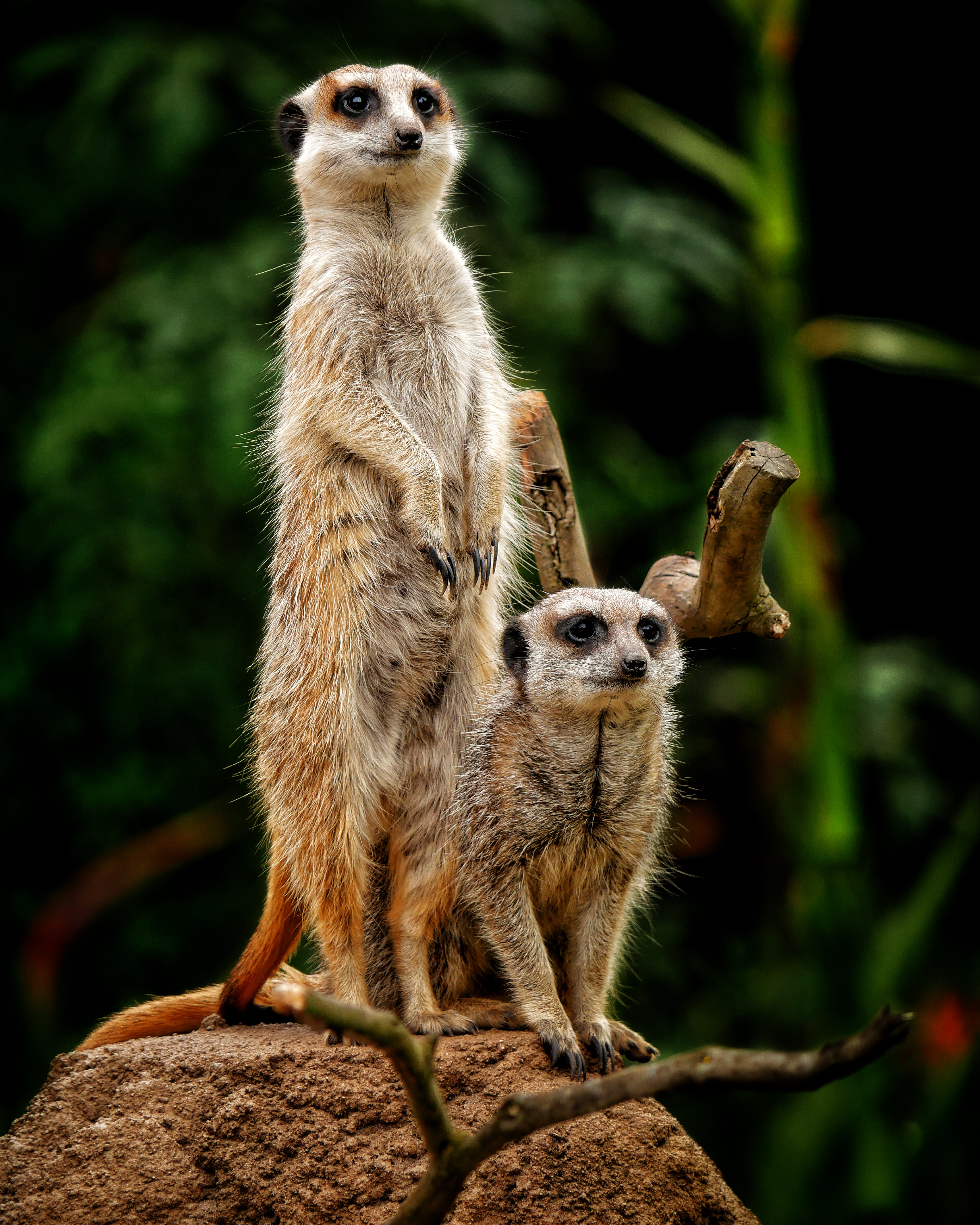 Read more about the article Meerkats