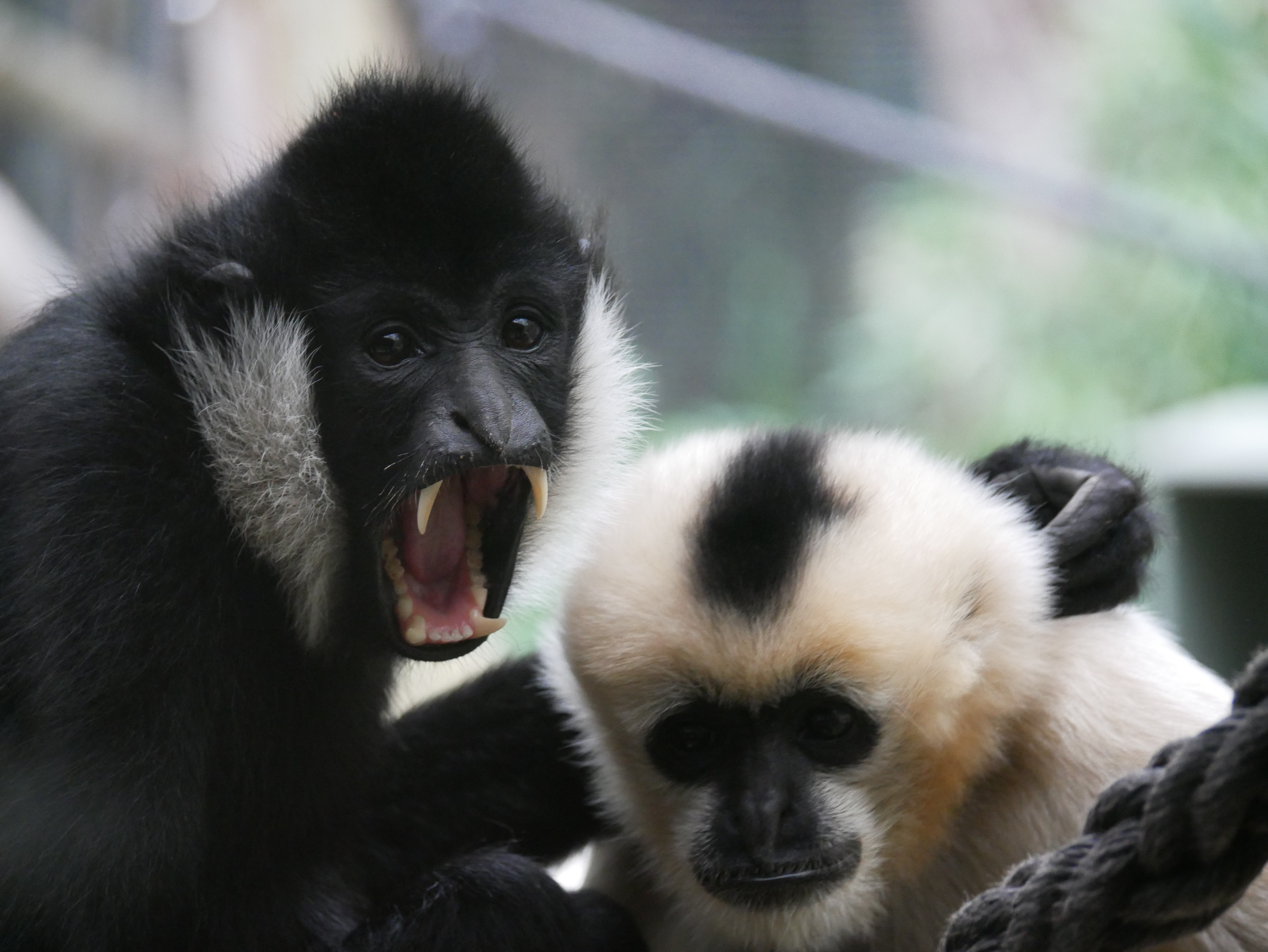 You are currently viewing Northern White-Cheeked Gibbons