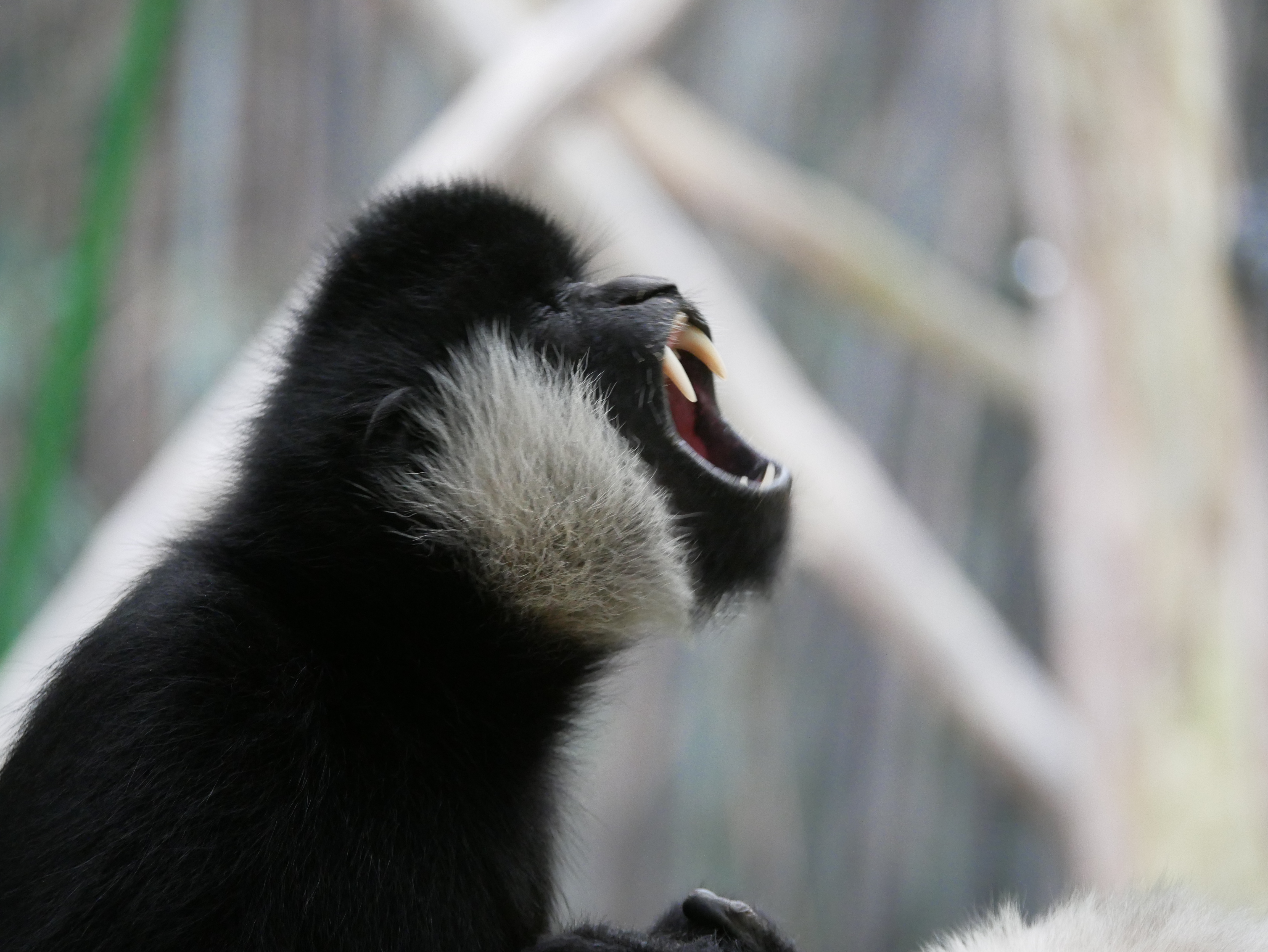 Read more about the article Northern White-Cheeked Gibbon
