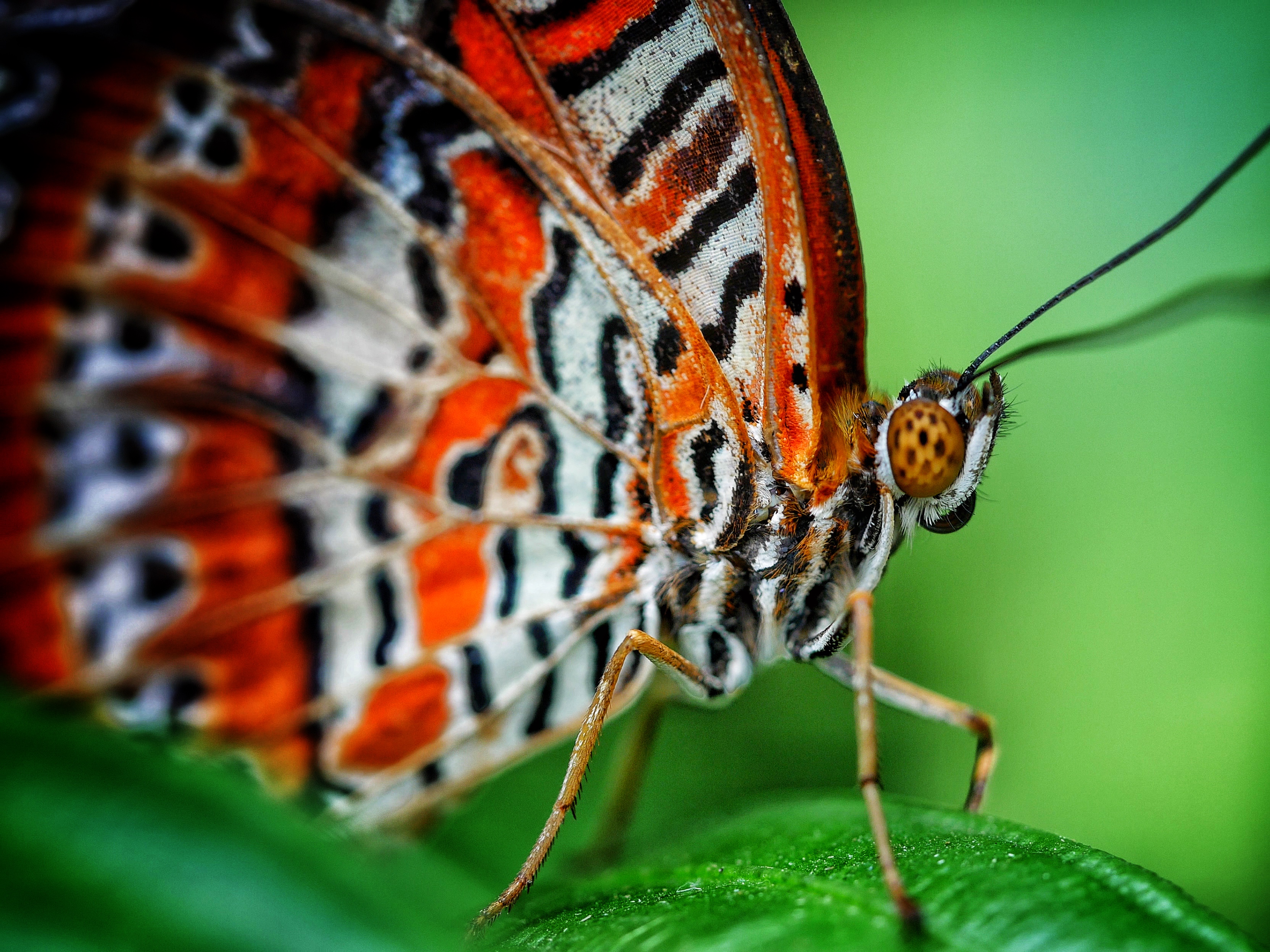 Read more about the article Orange Lacewing