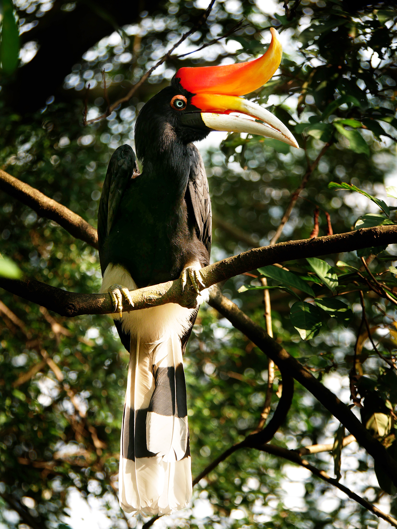 Read more about the article Rhinoceros Hornbill