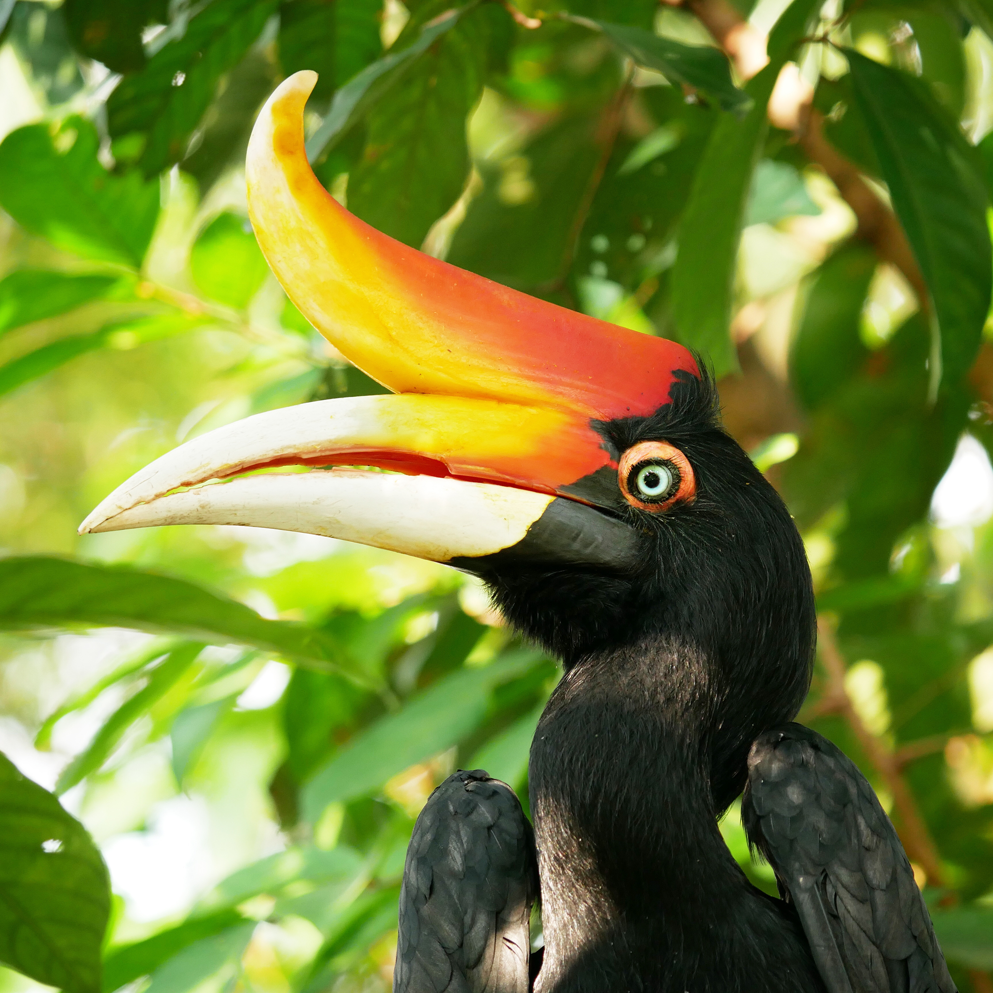 Read more about the article Rhinoceros Hornbill