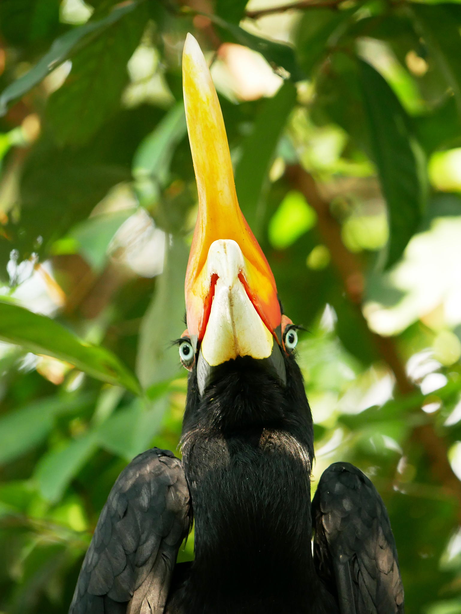 Read more about the article Rhinoceros Hornbill