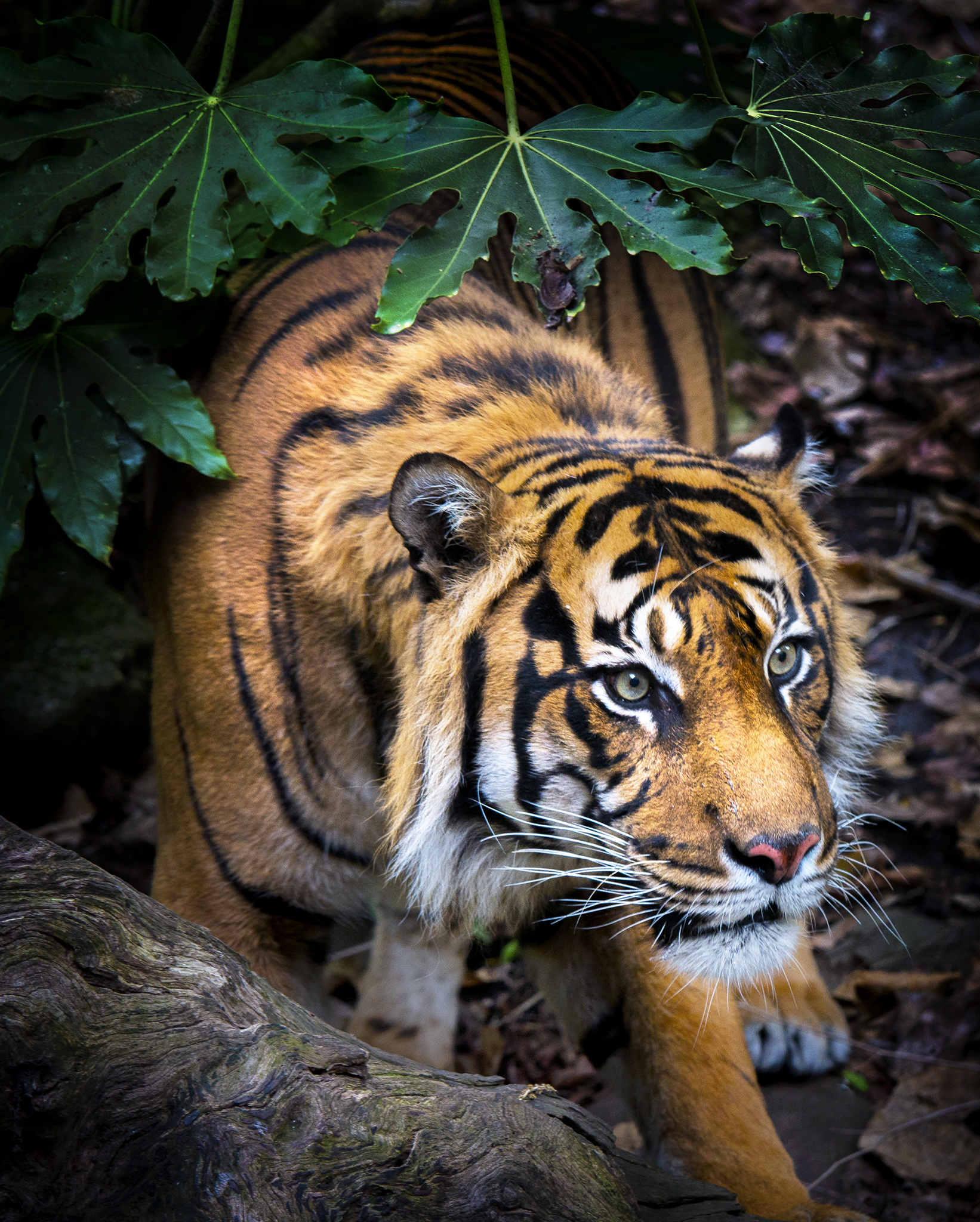 Read more about the article Sumatran Tiger