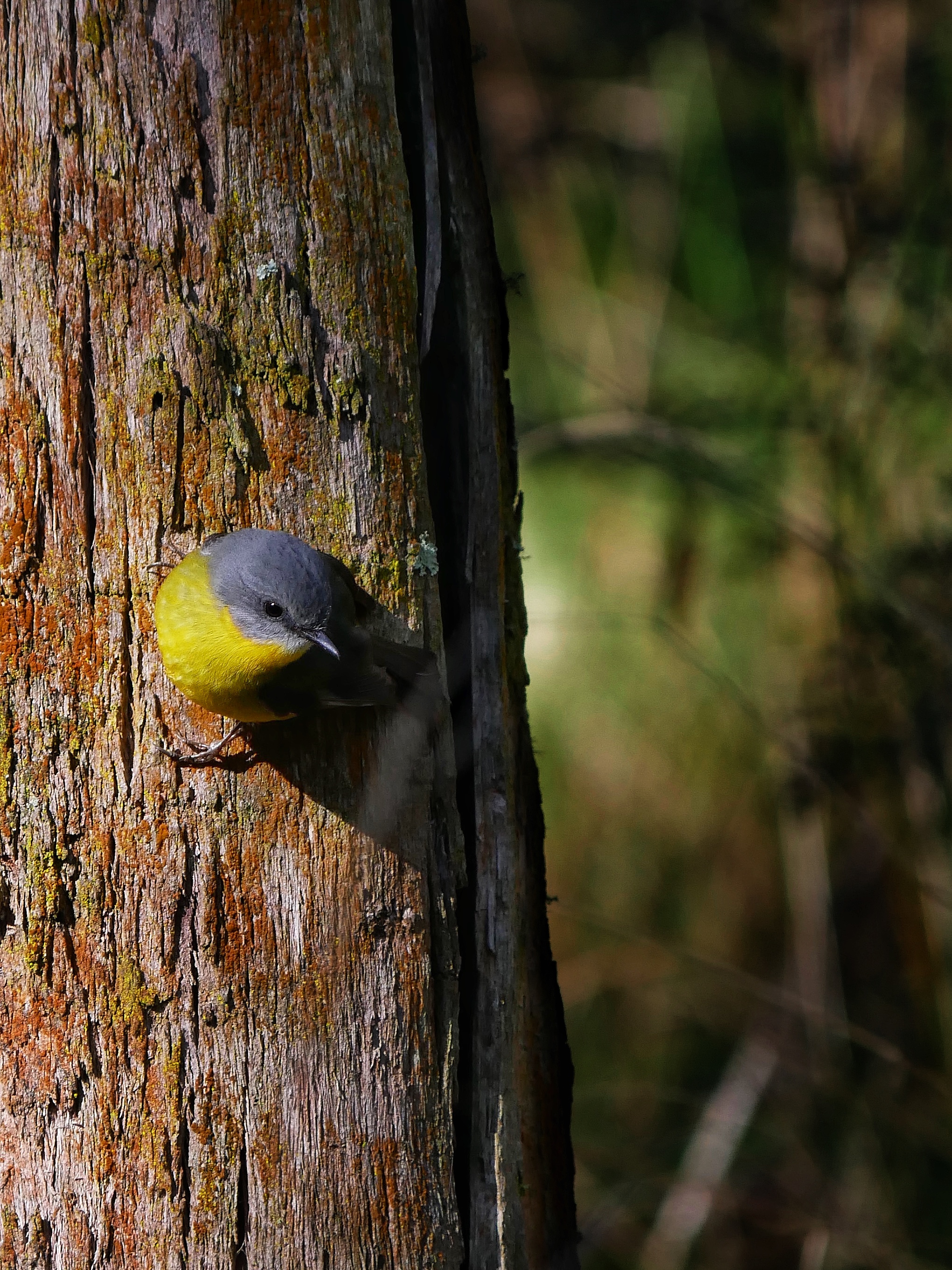 Read more about the article Eastern Yellow Robin