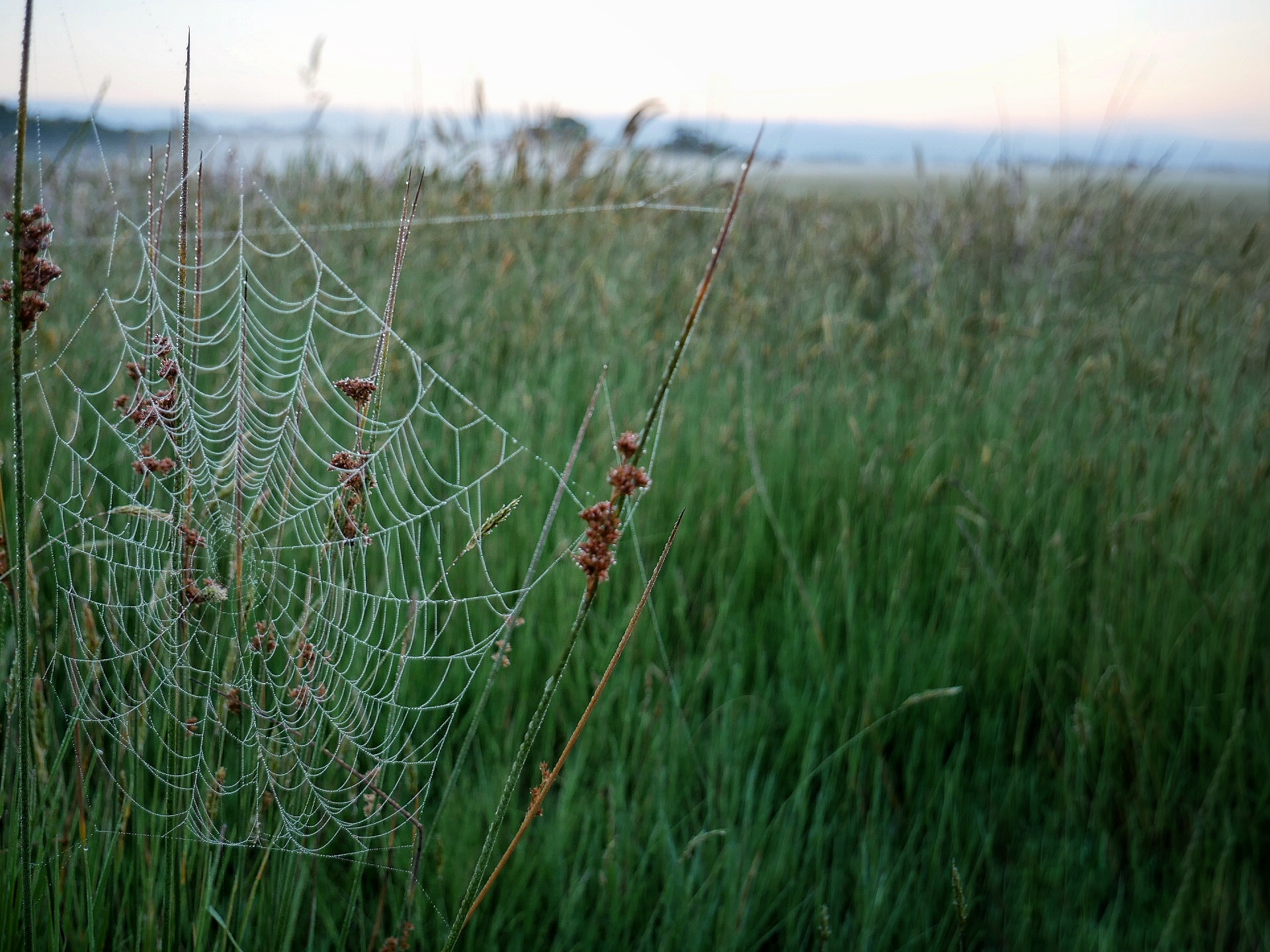 Read more about the article Spider Web