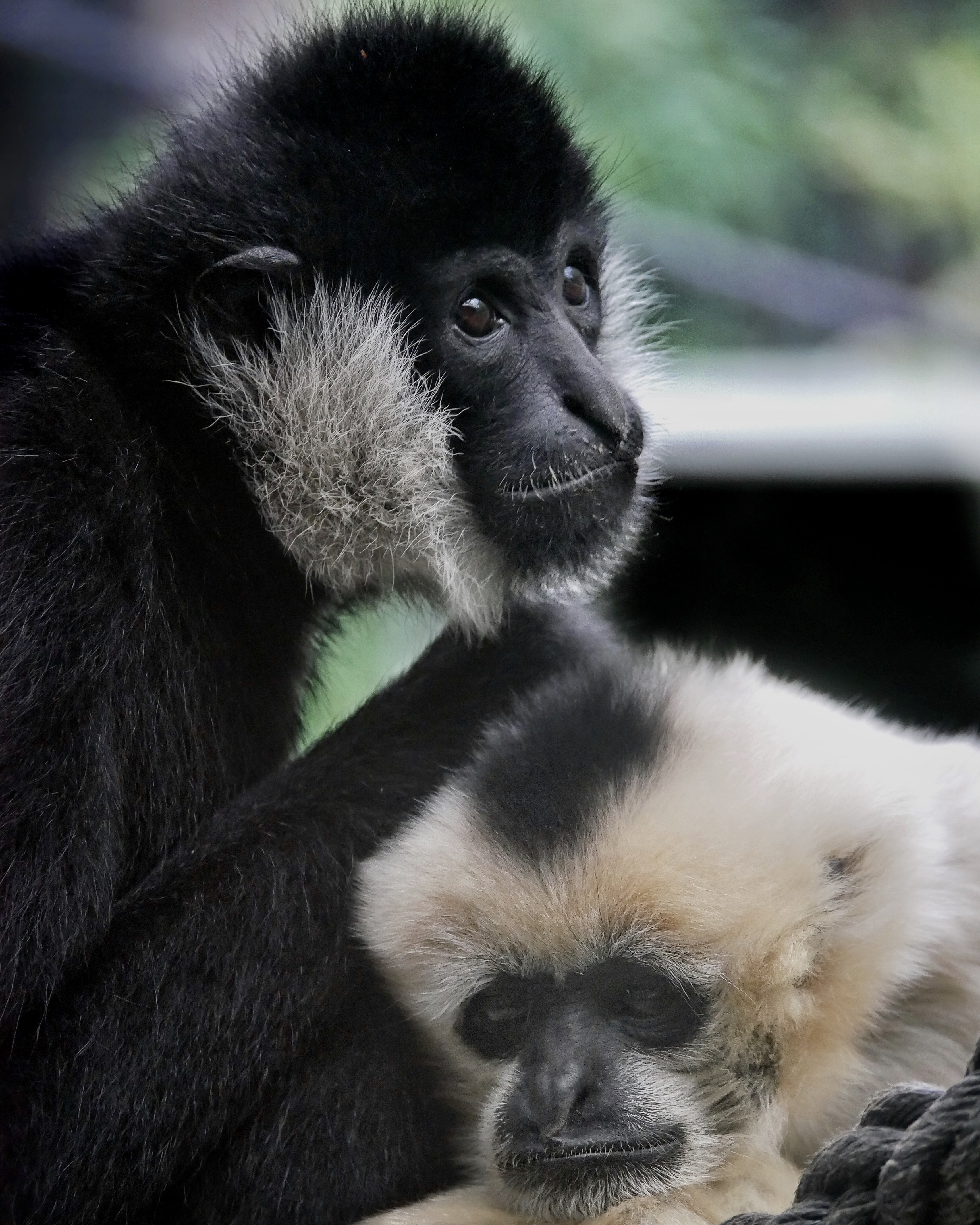 Read more about the article Northern White-Cheeked Gibbons