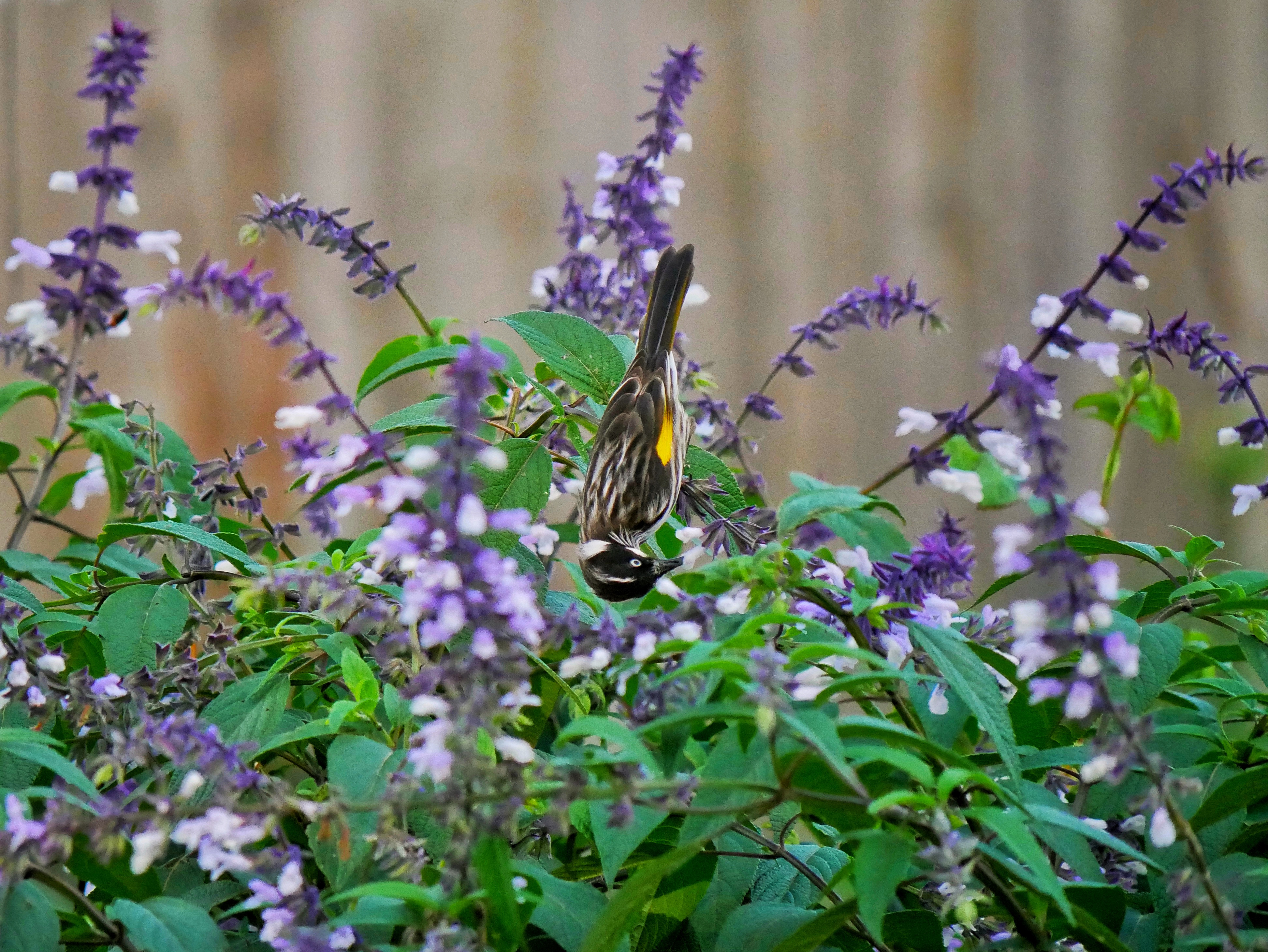 Read more about the article New Holland Honeyeater