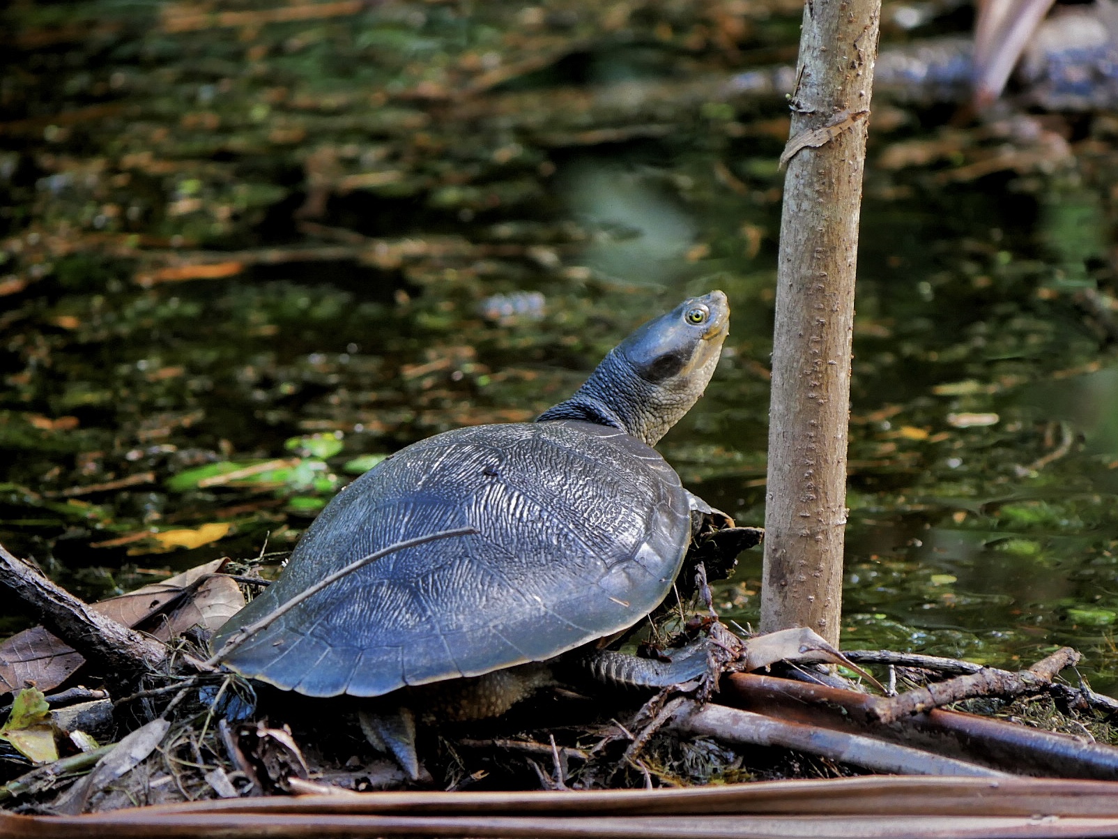 You are currently viewing Macquarie Turtle