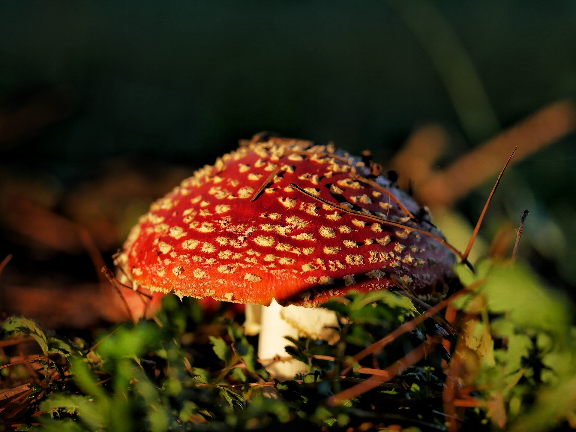 Read more about the article Toadstool Mushroom