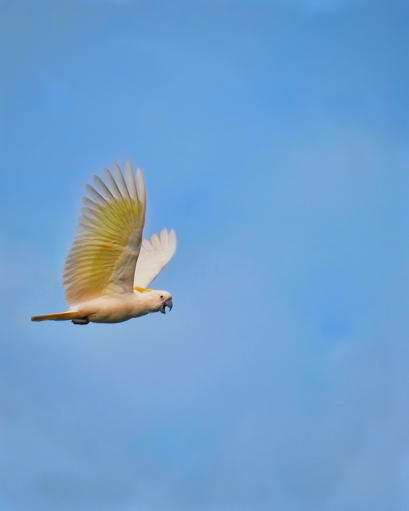 Read more about the article Sulphur-Crested Cockatoo