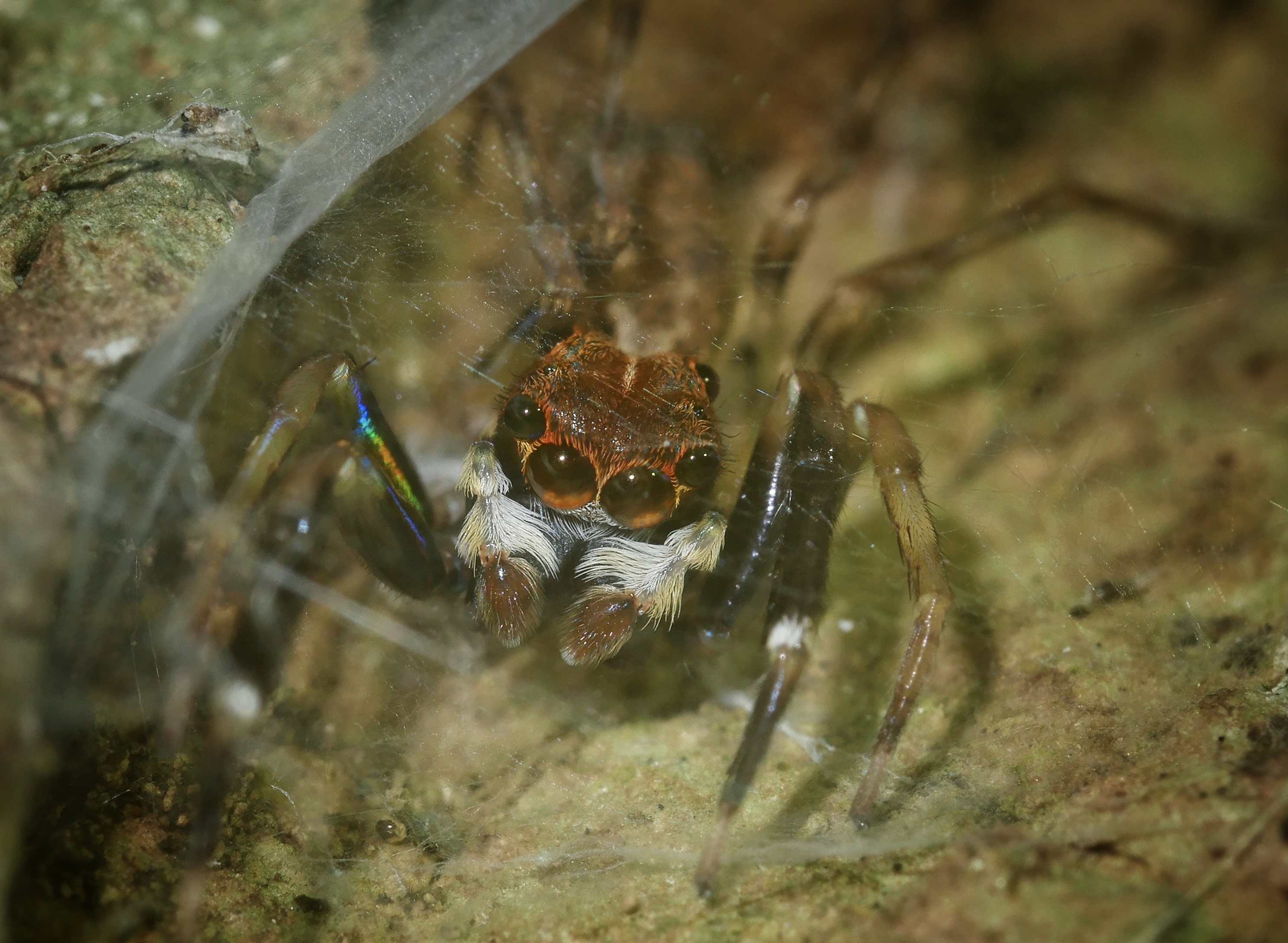 Read more about the article Rainbow-Legged Jumping Spider