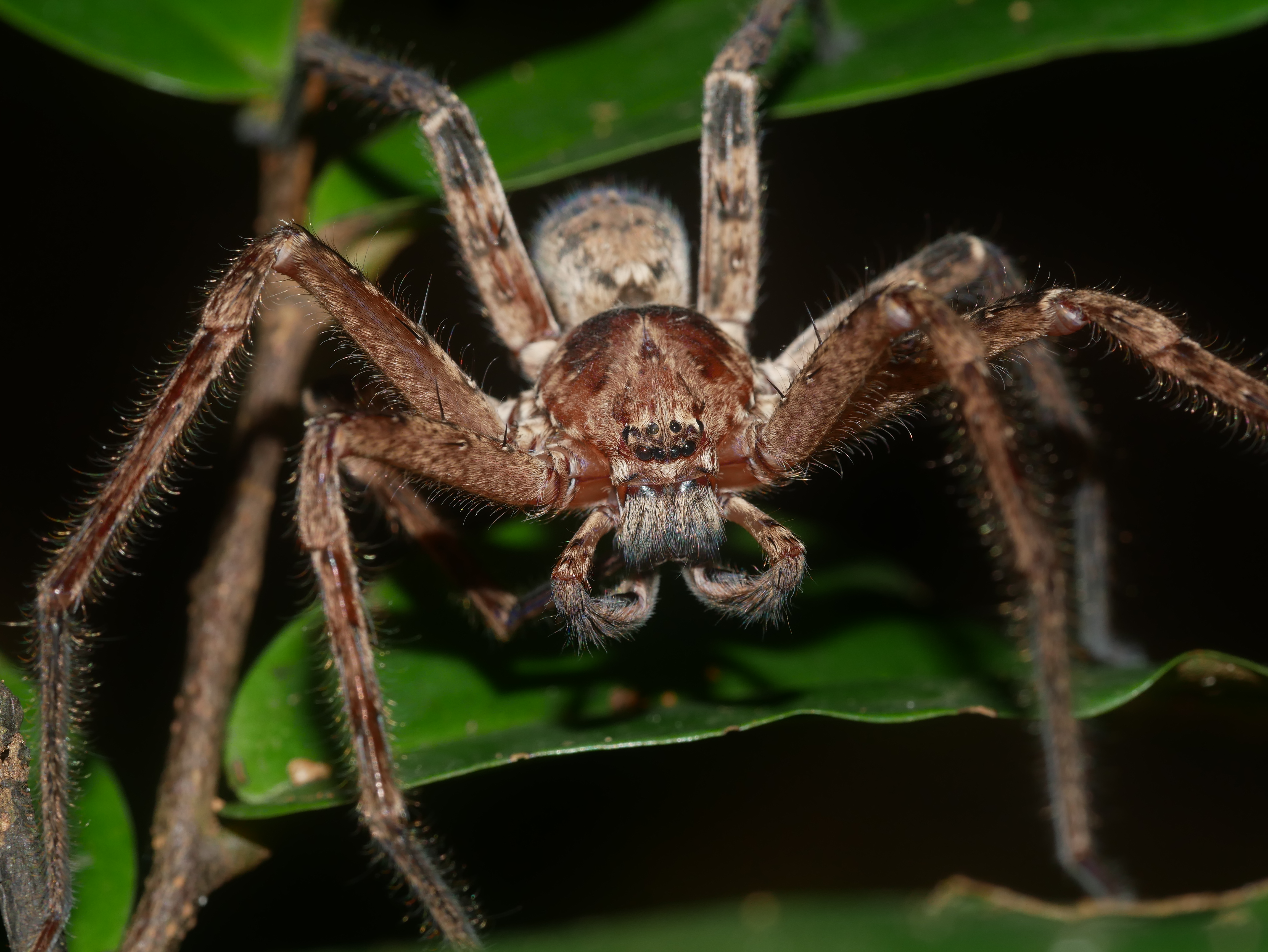 Read more about the article Jungle Huntsman