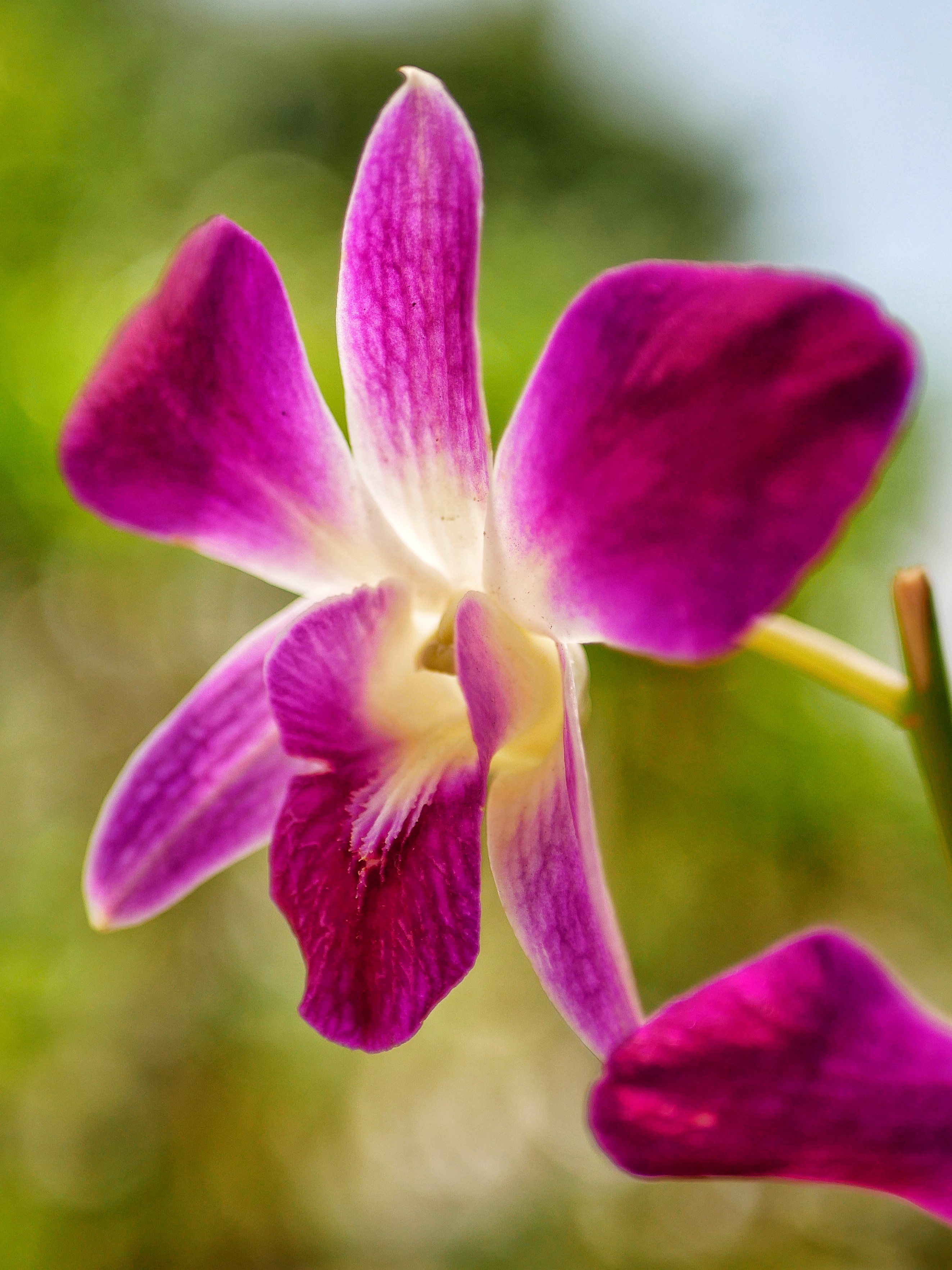 Read more about the article Purple Orchid