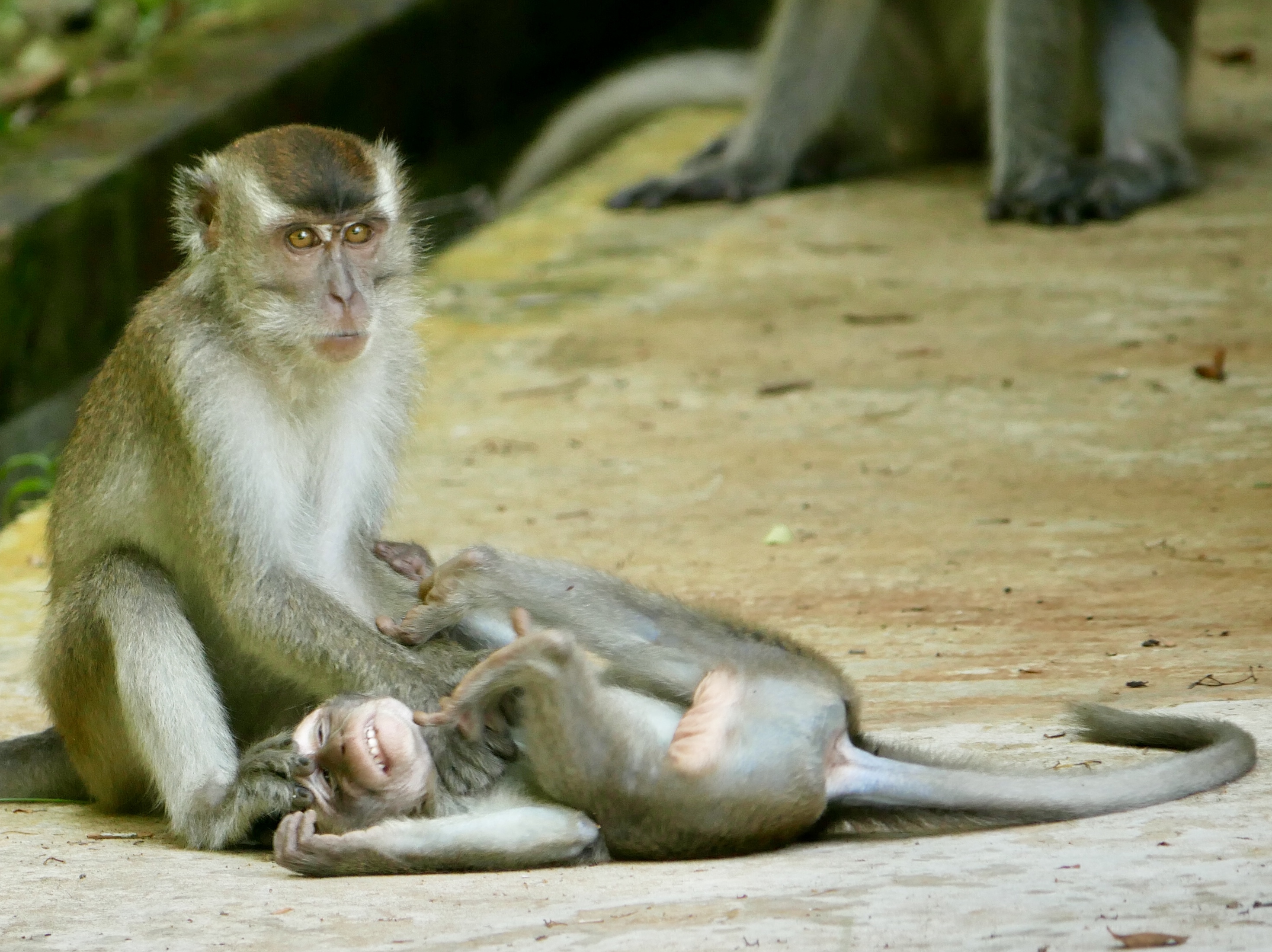 Read more about the article Long-Tailed Macaques