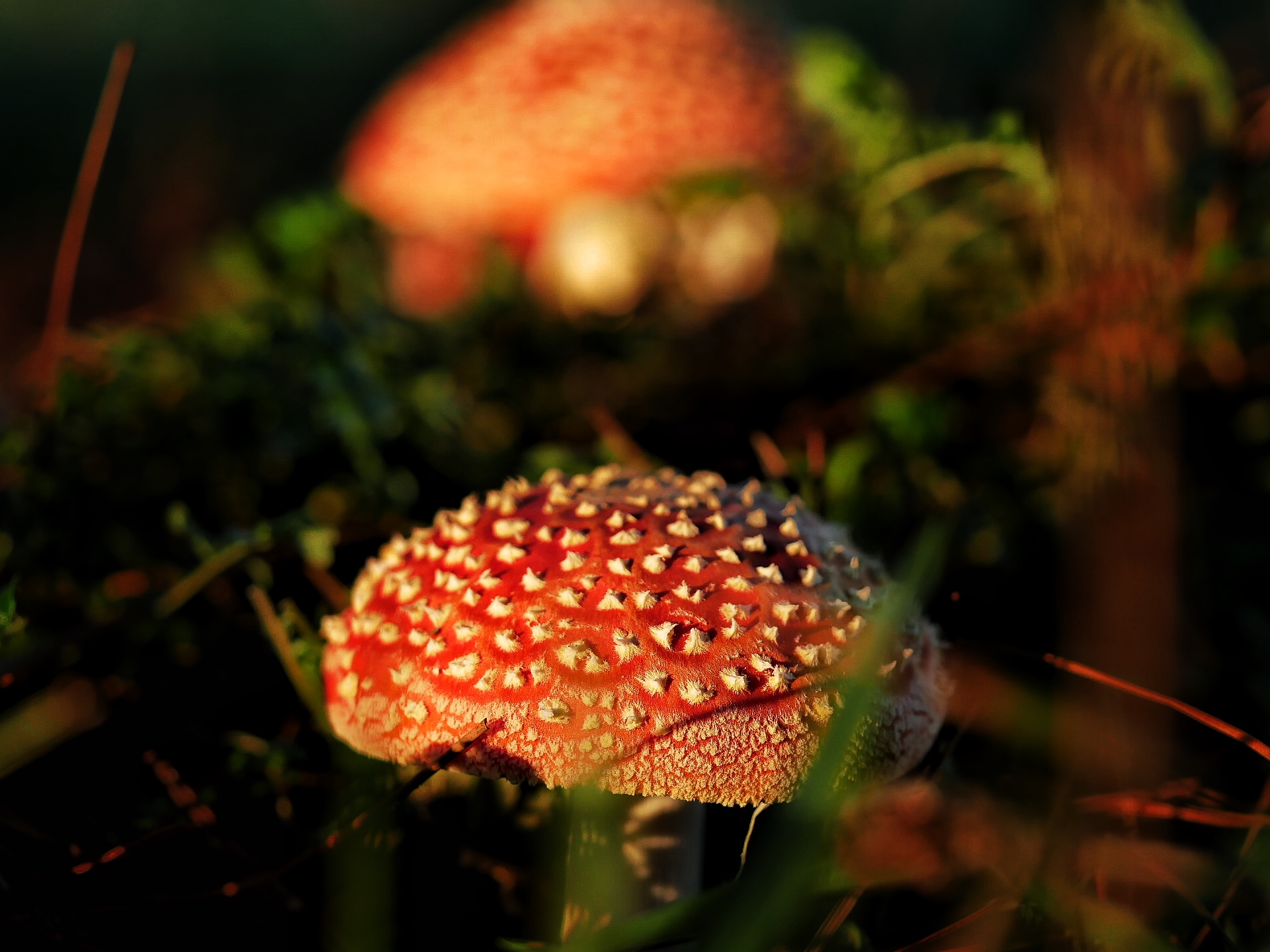 You are currently viewing Toadstool Mushroom