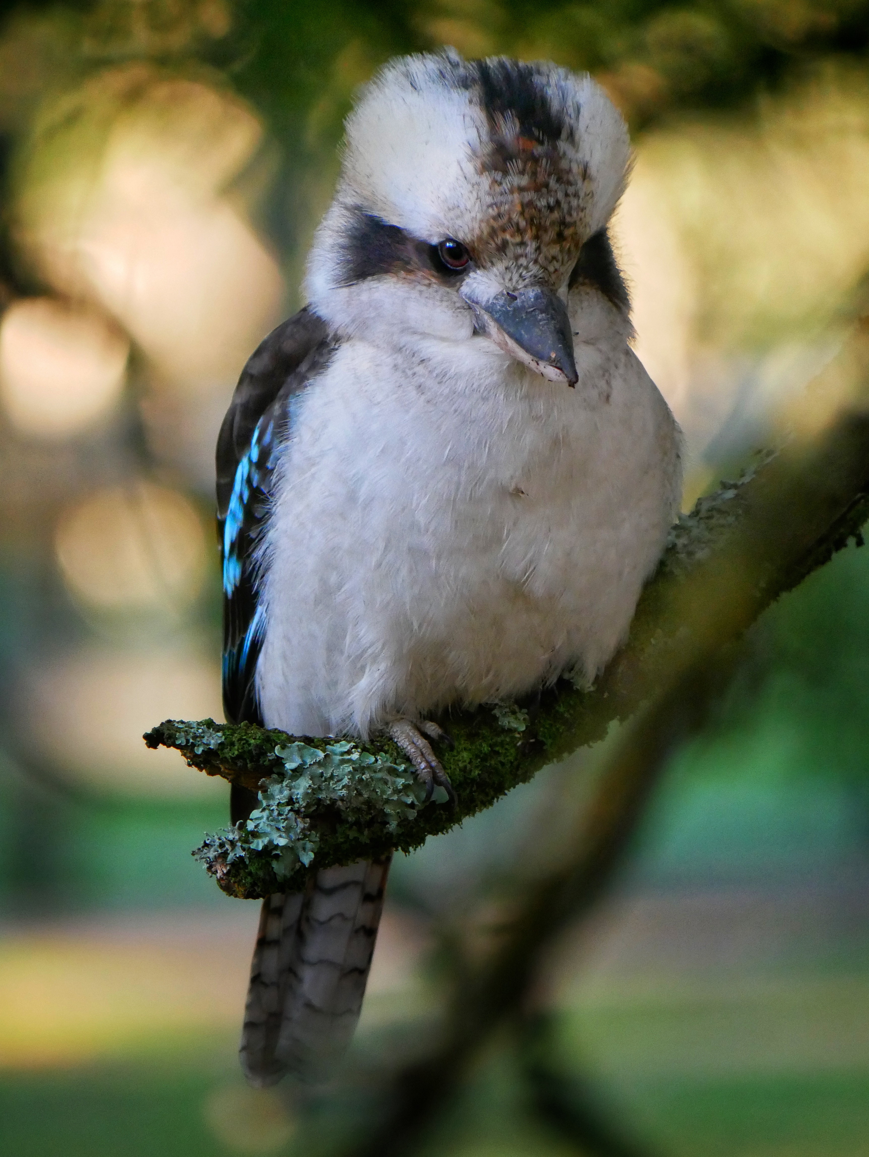 You are currently viewing Laughing Kookaburra