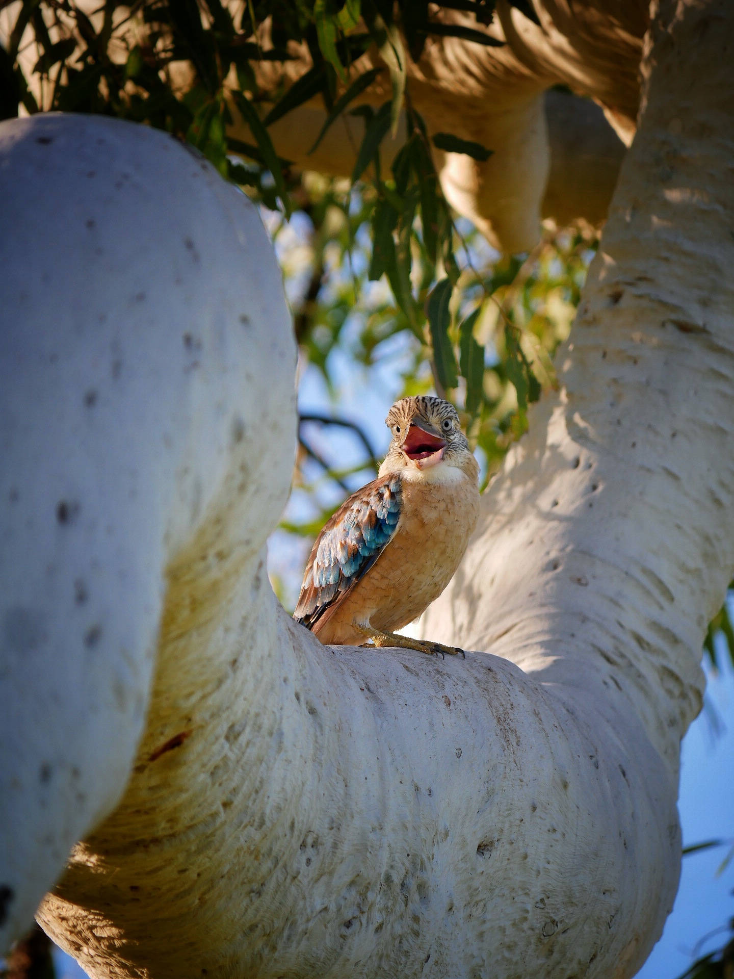 You are currently viewing Blue-Winged Kookaburra