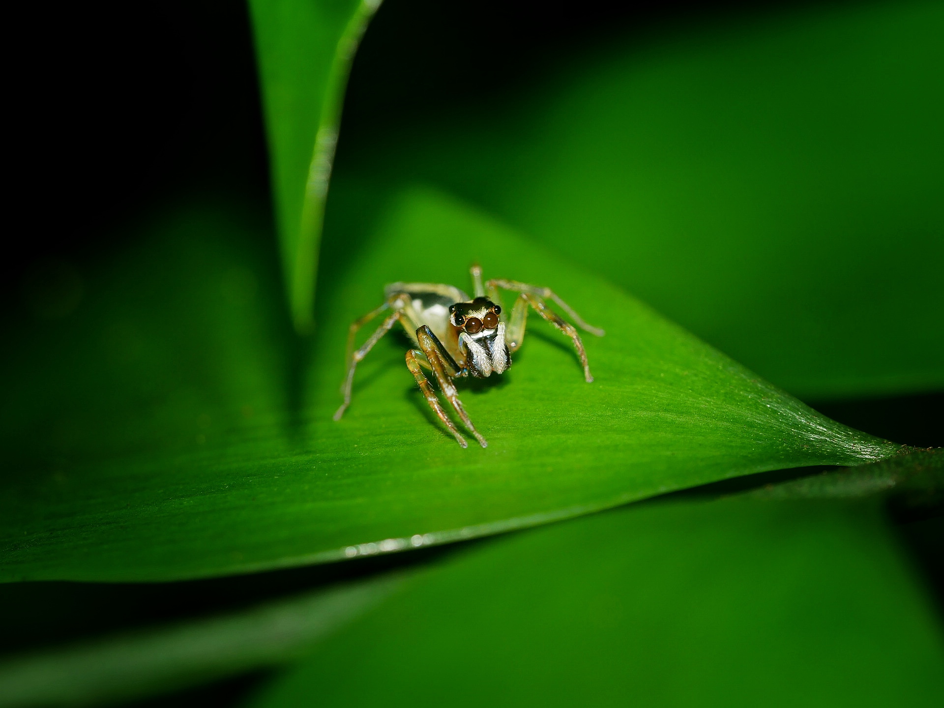 You are currently viewing Ghost Jumping Spider