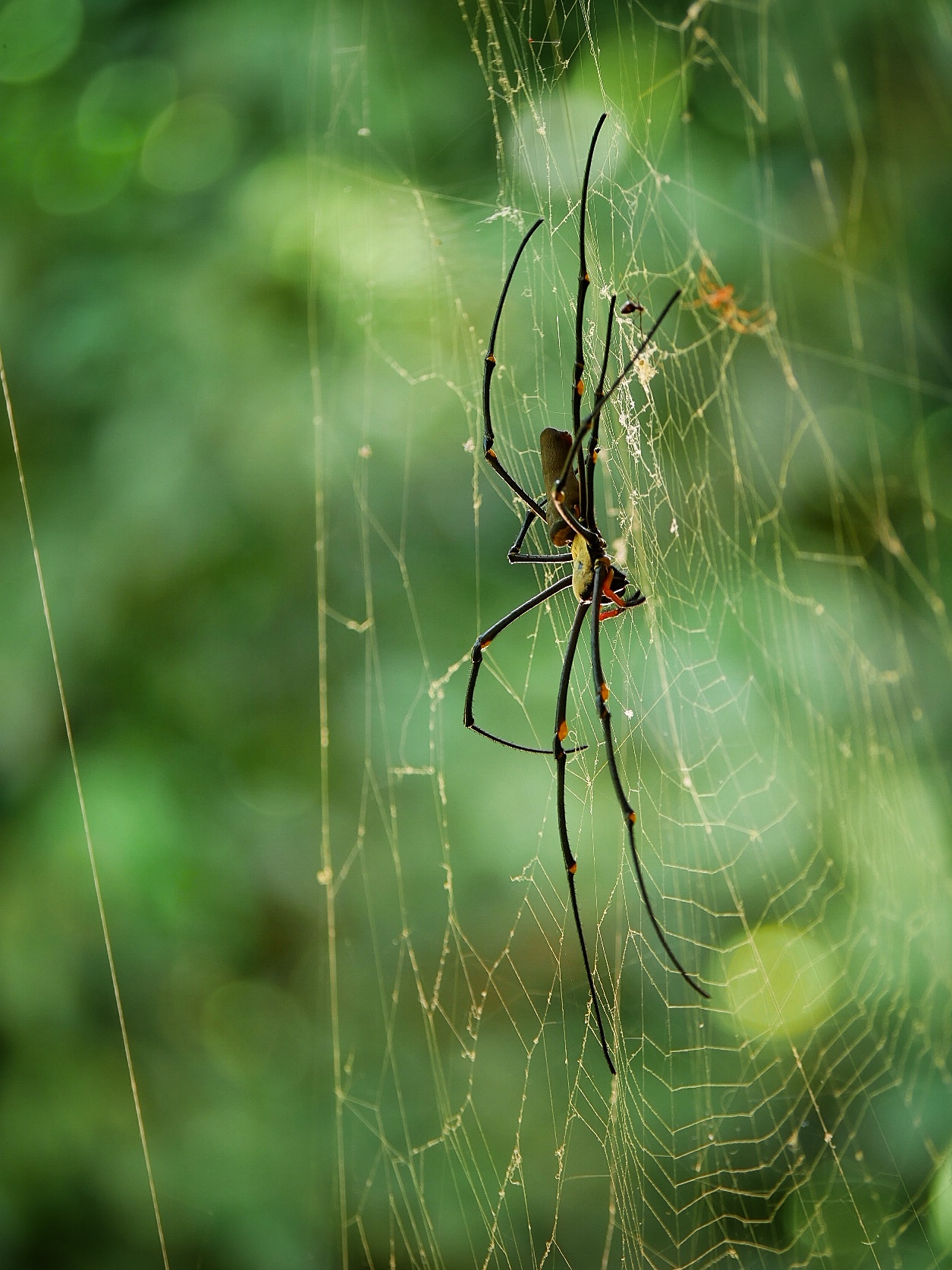 You are currently viewing Giant Golden Orb-Weaver