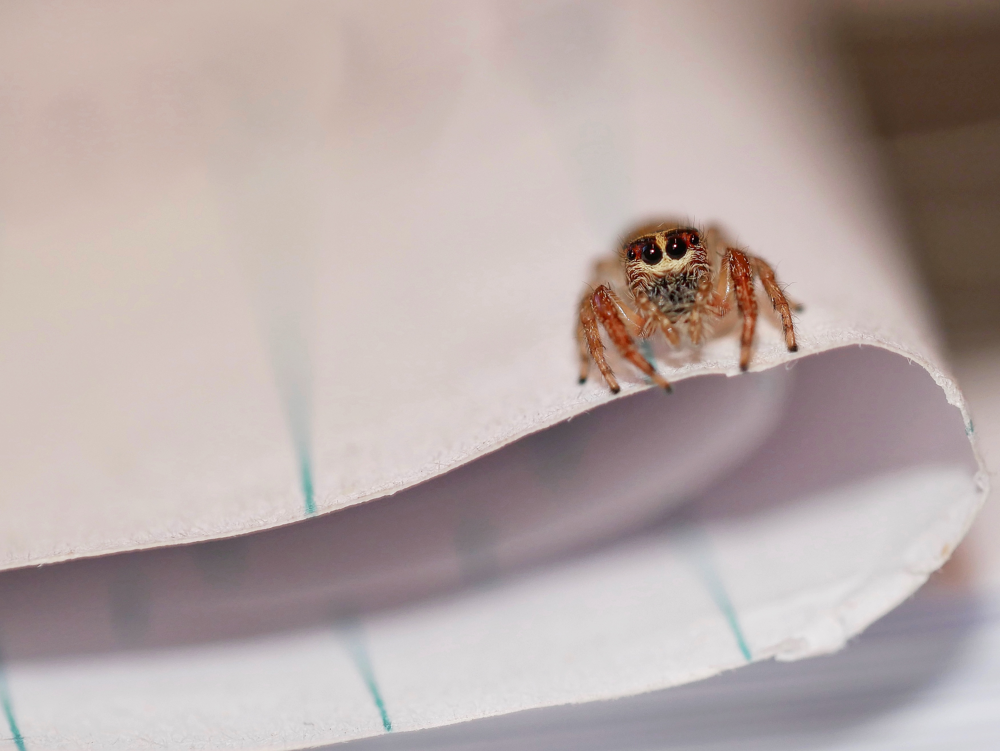 Read more about the article Garden Jumping Spider