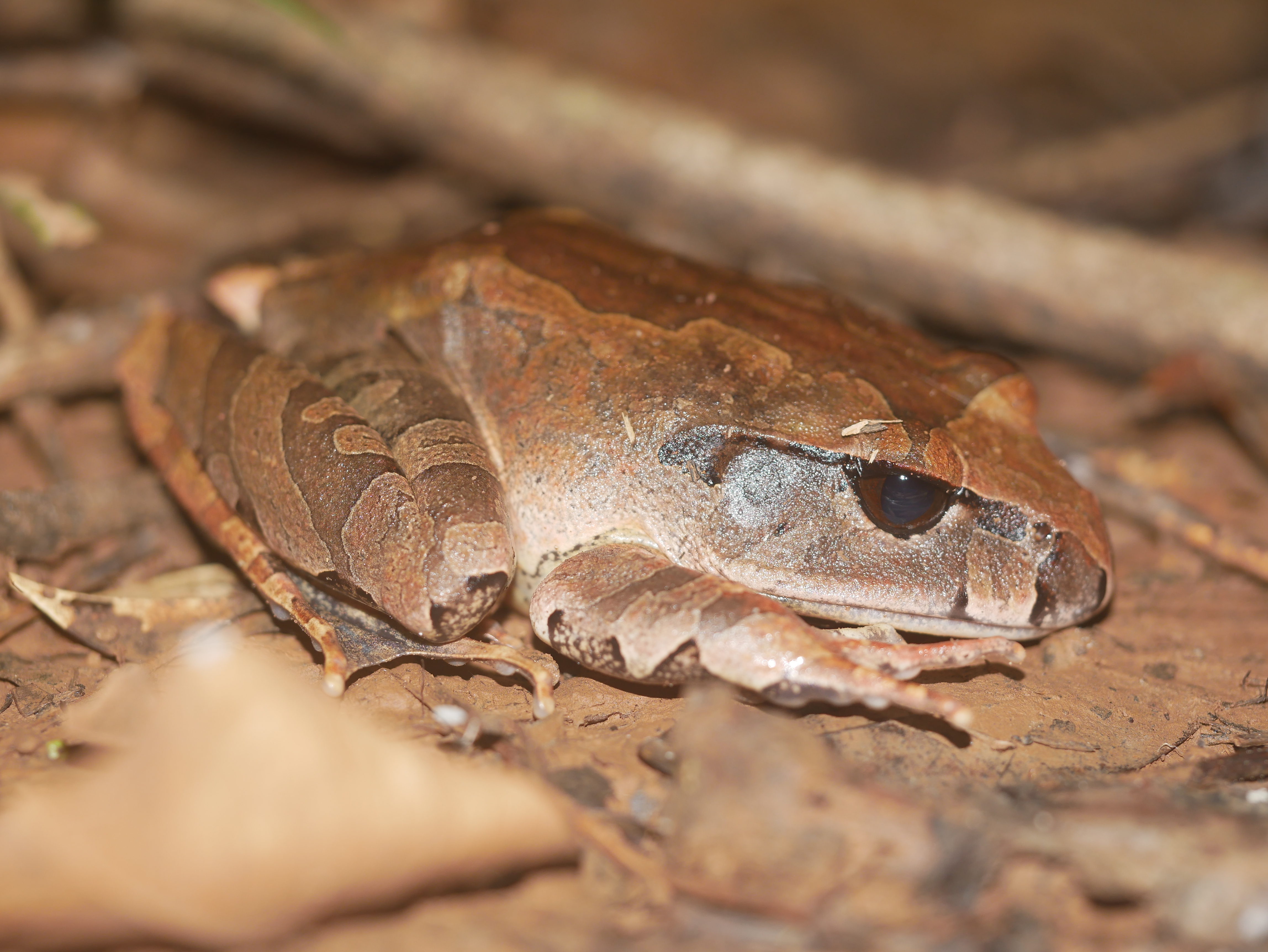 Read more about the article Northern Barred Frog