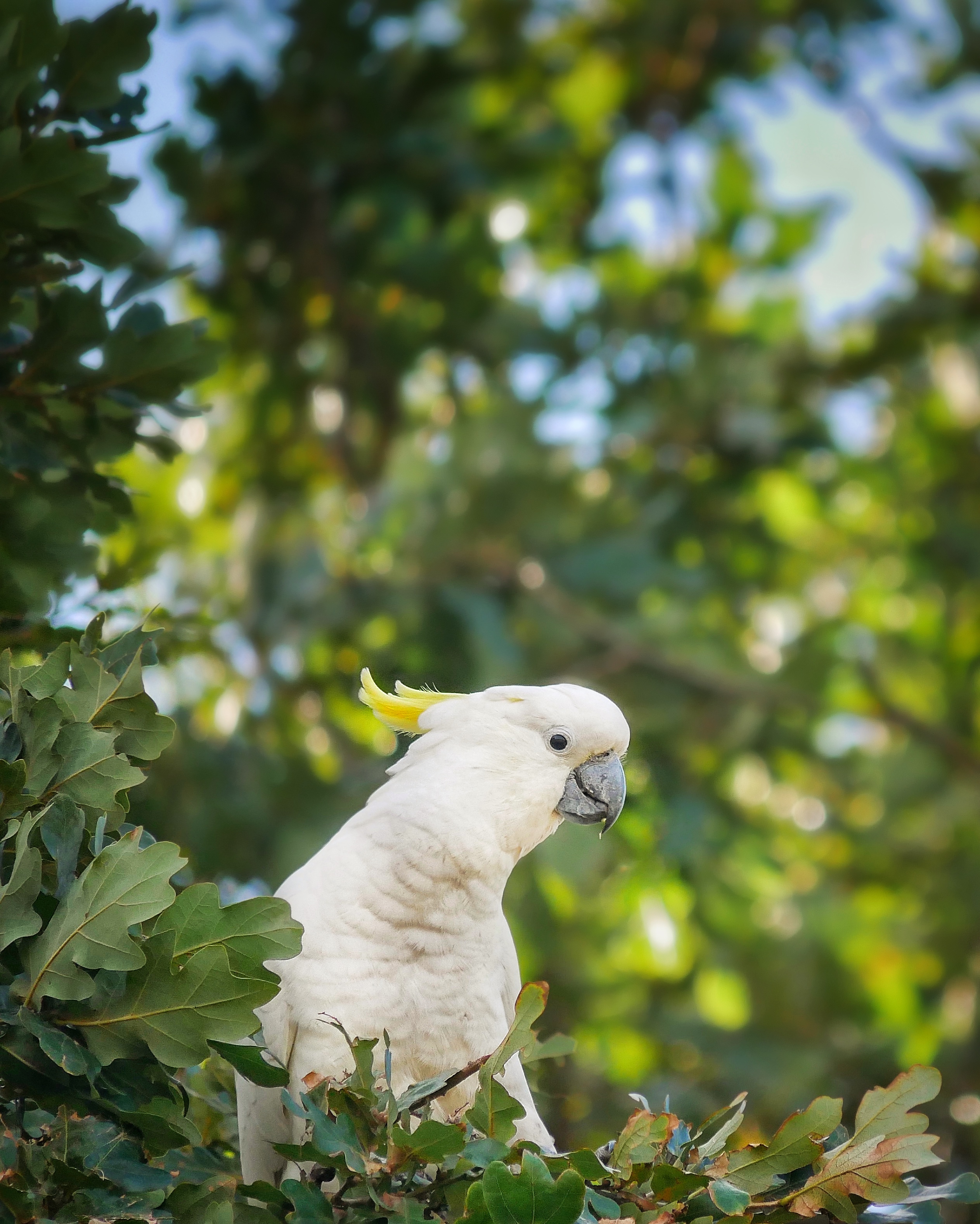 Read more about the article Sulphur-Crested Cockatoo