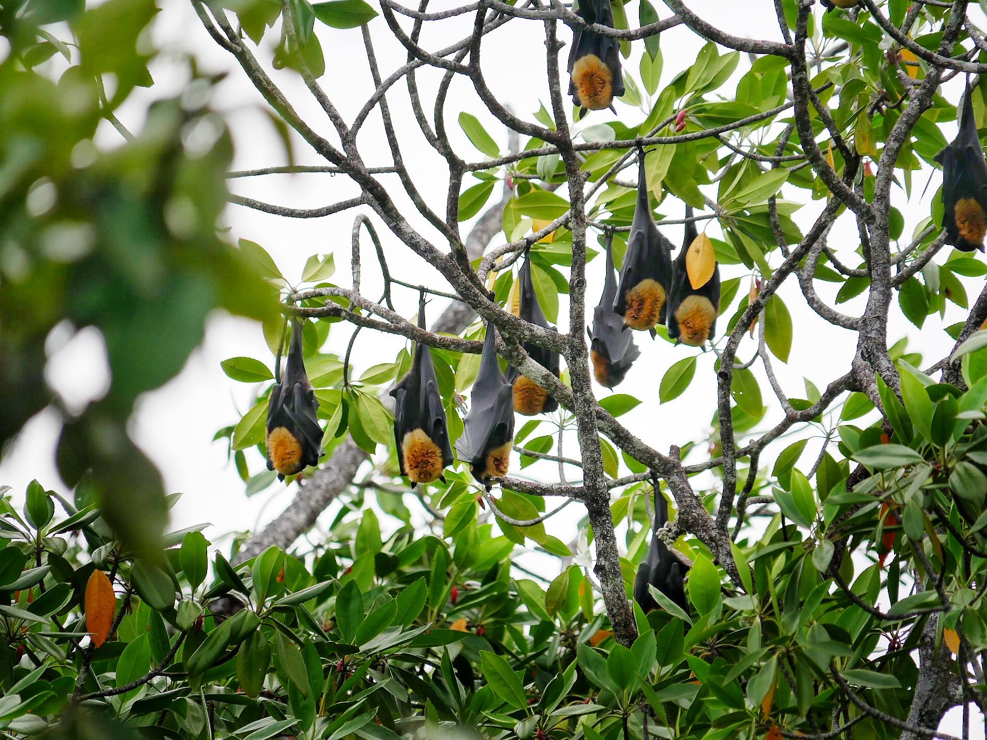 Read more about the article Spectacled Fruit Bat