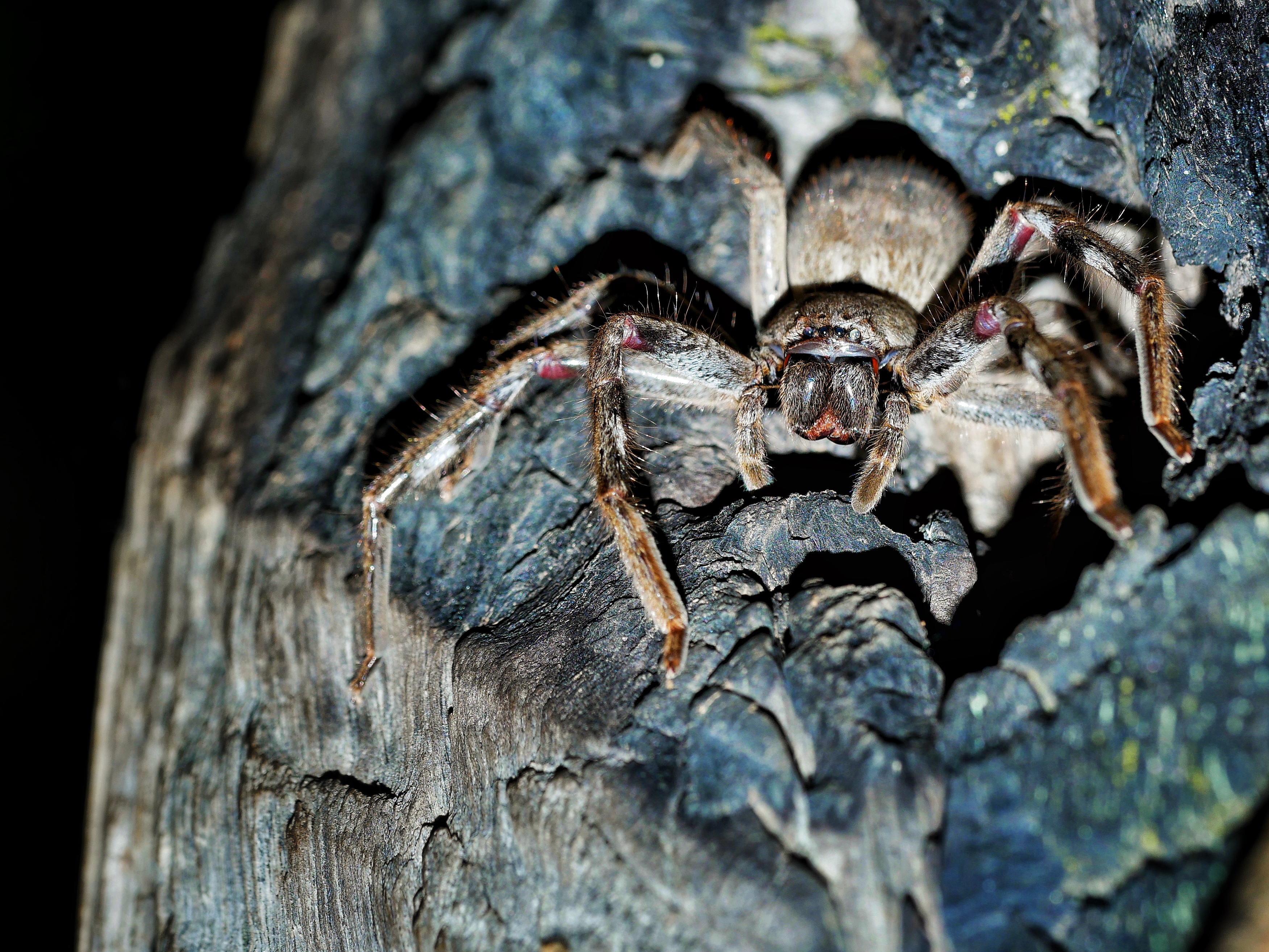 You are currently viewing Huntsman Spider