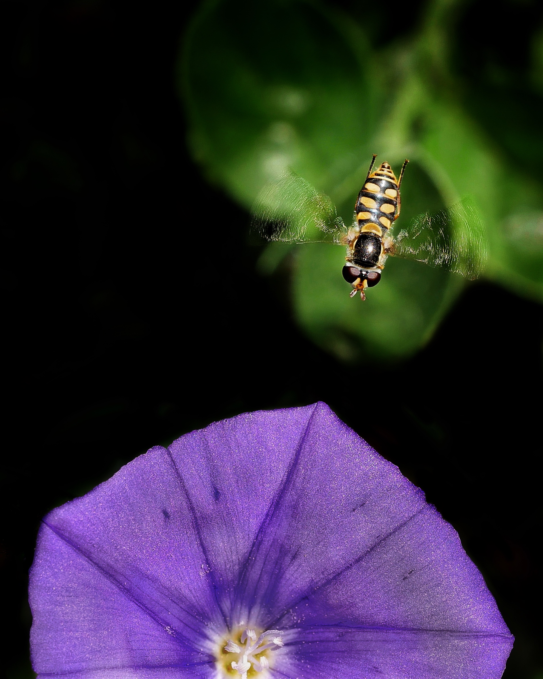 Read more about the article Yellow-Shouldered Stout Hoverfly