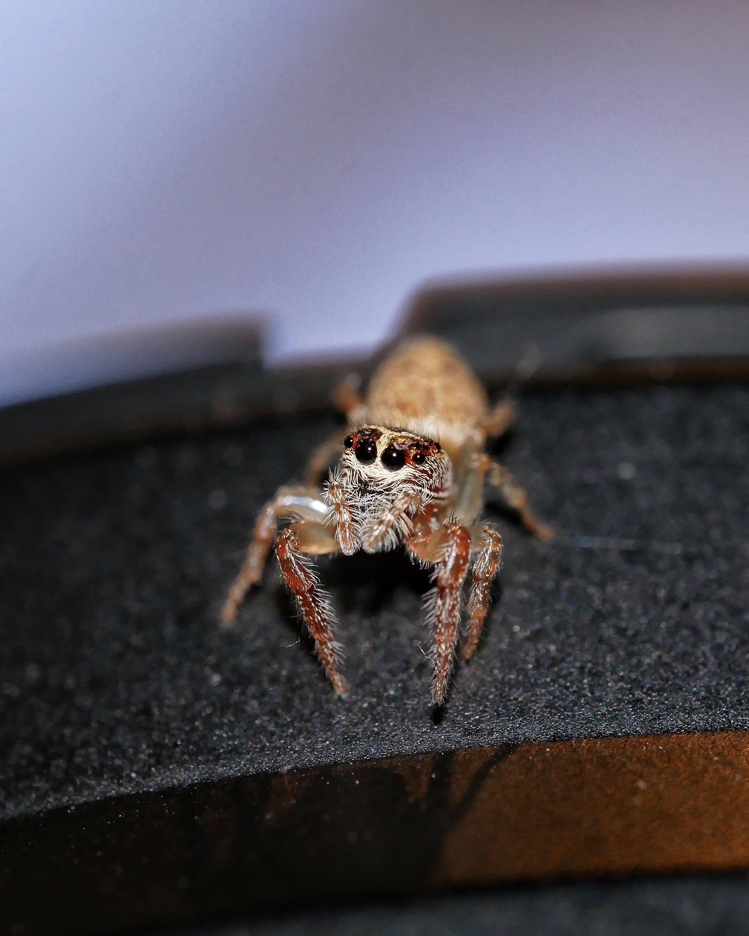 You are currently viewing Garden Jumping Spider