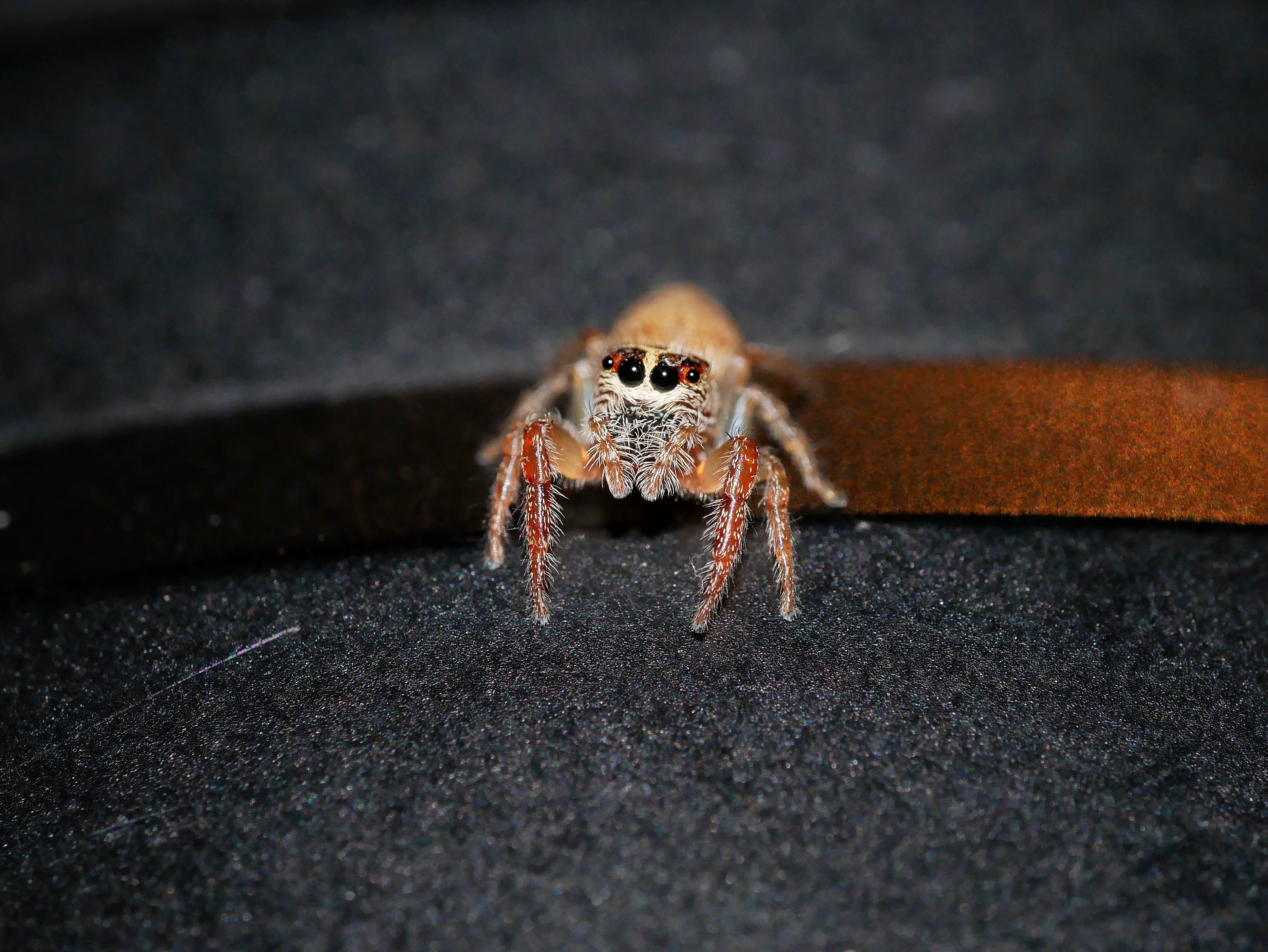 You are currently viewing Garden Jumping Spider