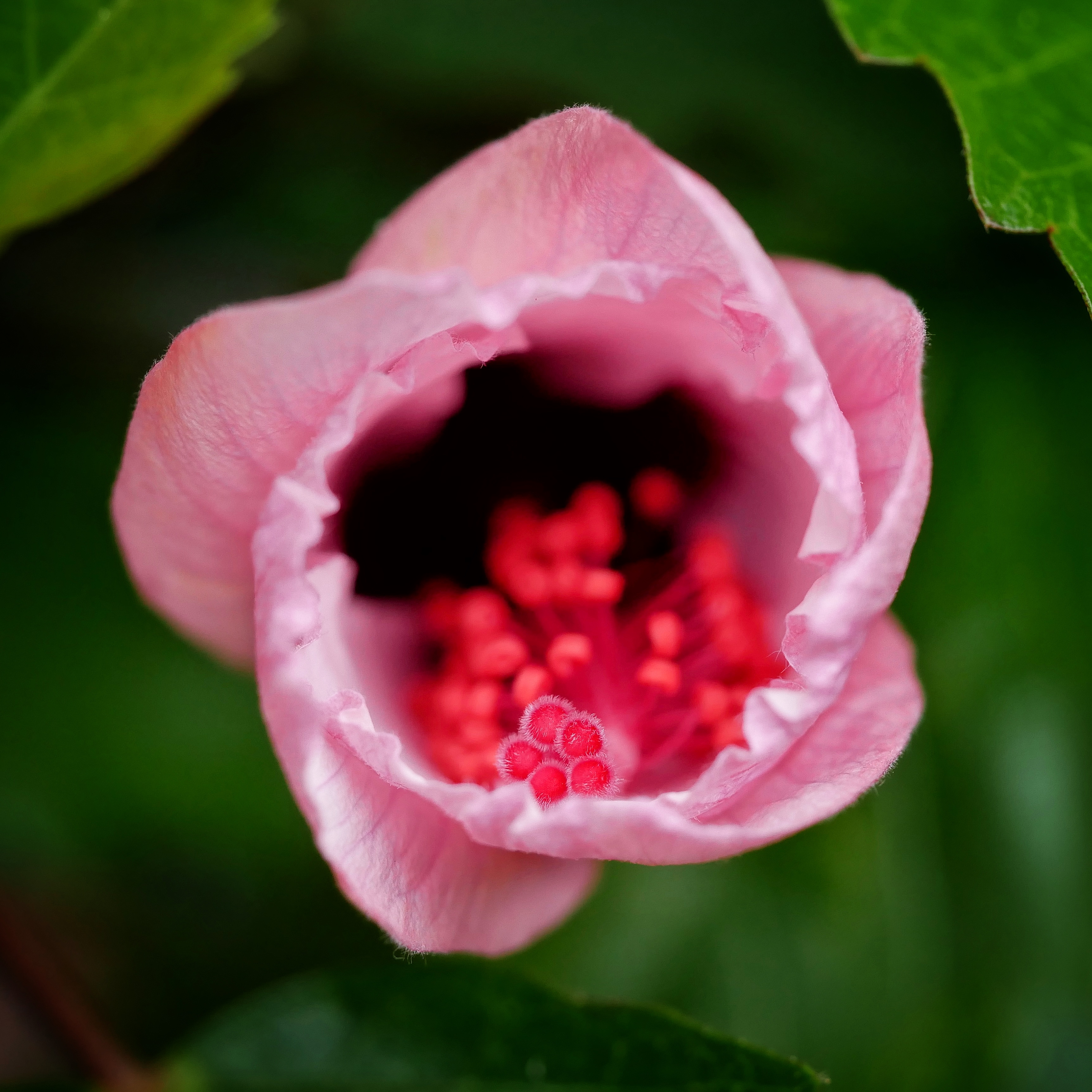 You are currently viewing Hibiscus Flower