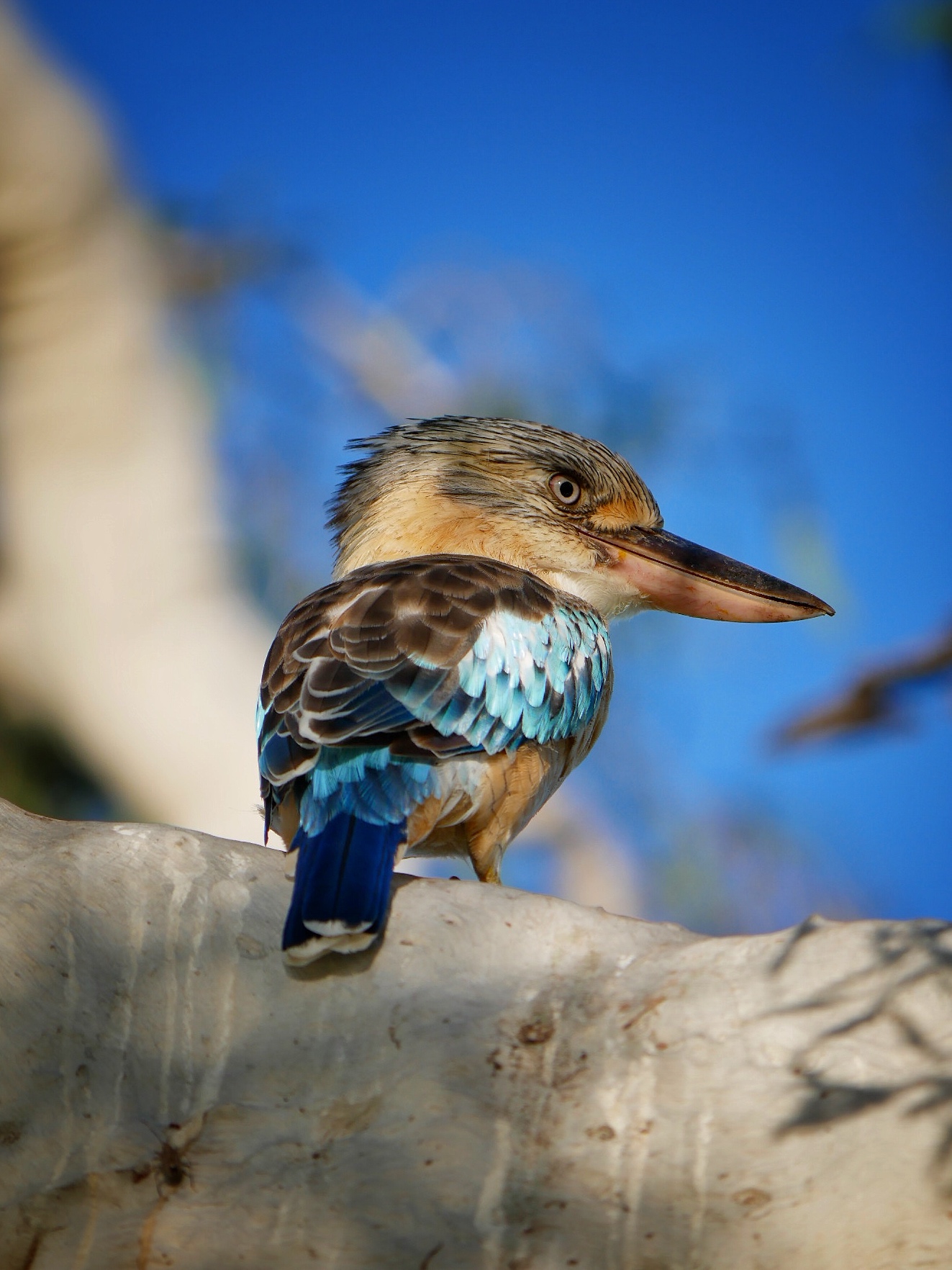 You are currently viewing Blue-Winged Kookaburra