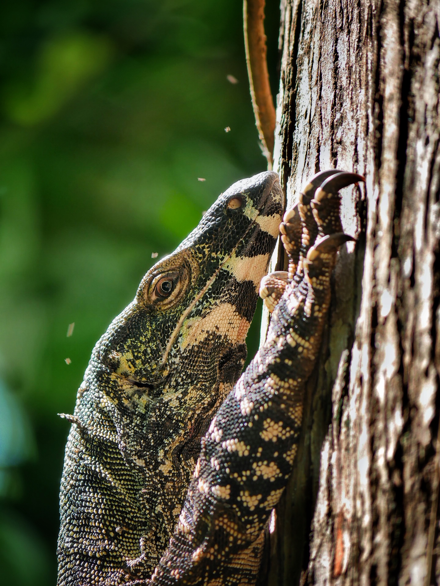 You are currently viewing Lace Monitor