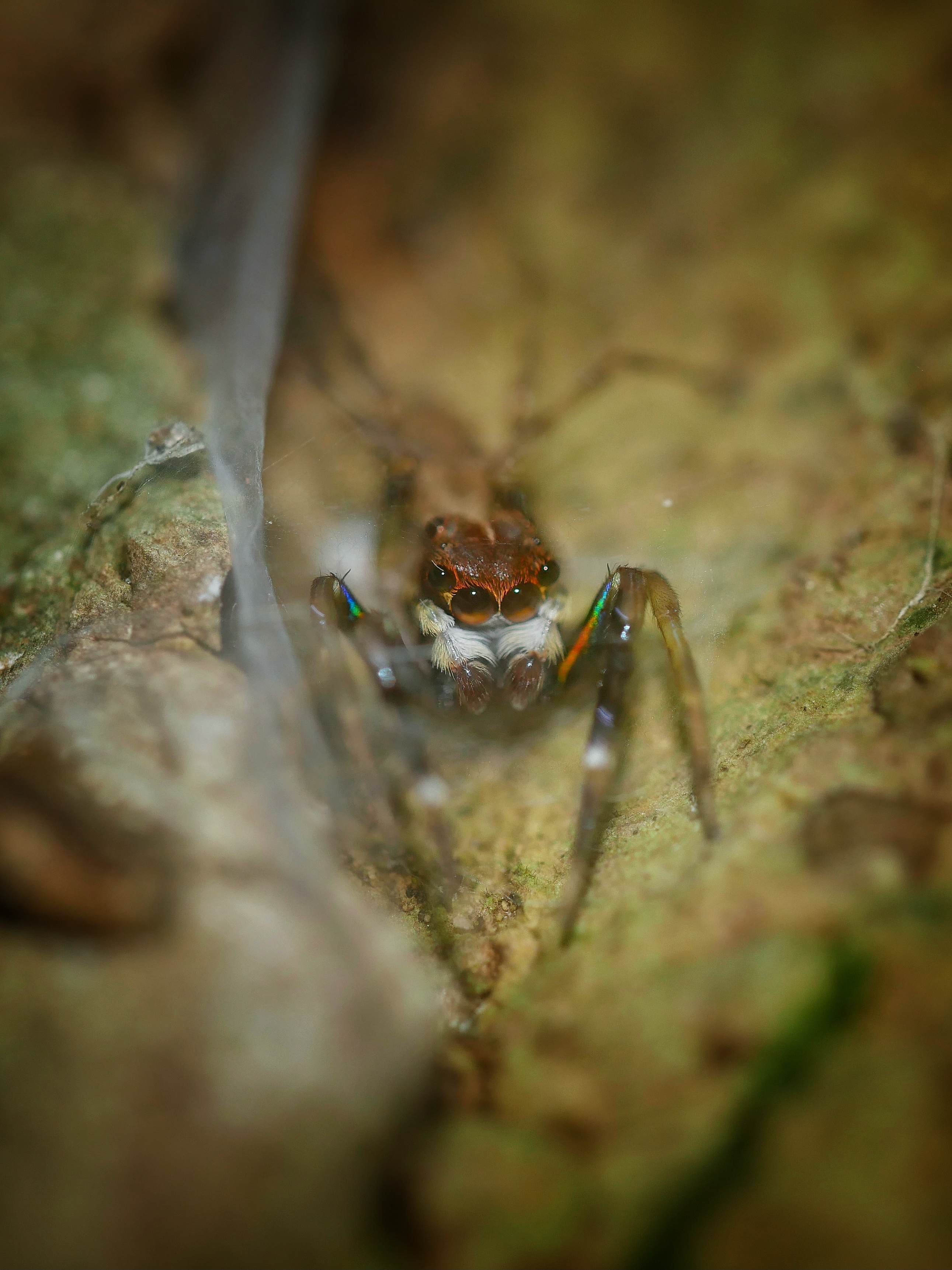 Read more about the article Rainbow-Legged Jumping Spider