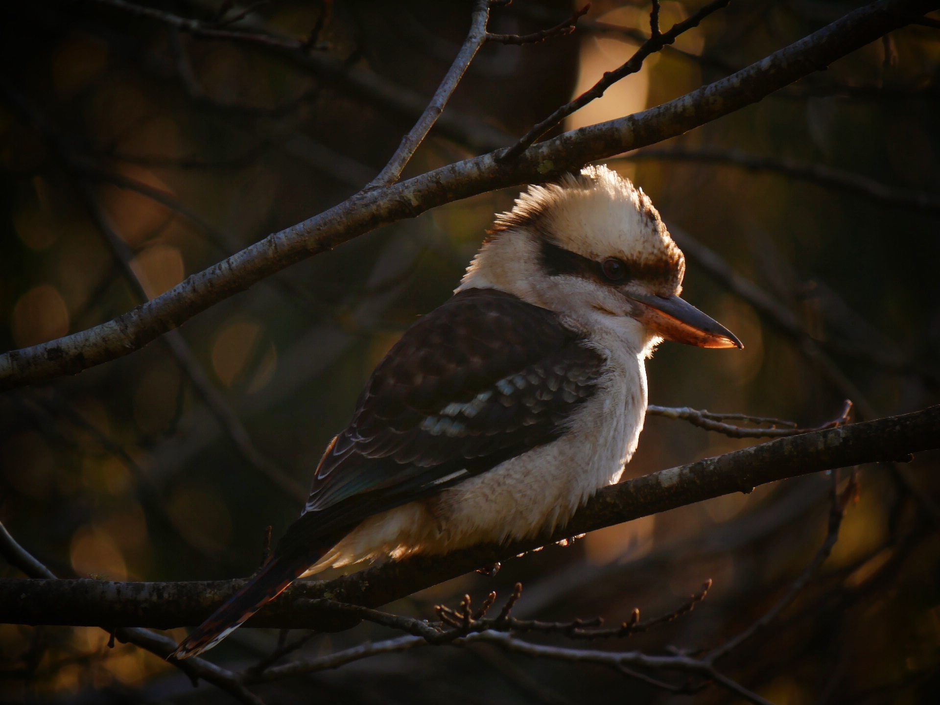 You are currently viewing Laughing Kookaburra