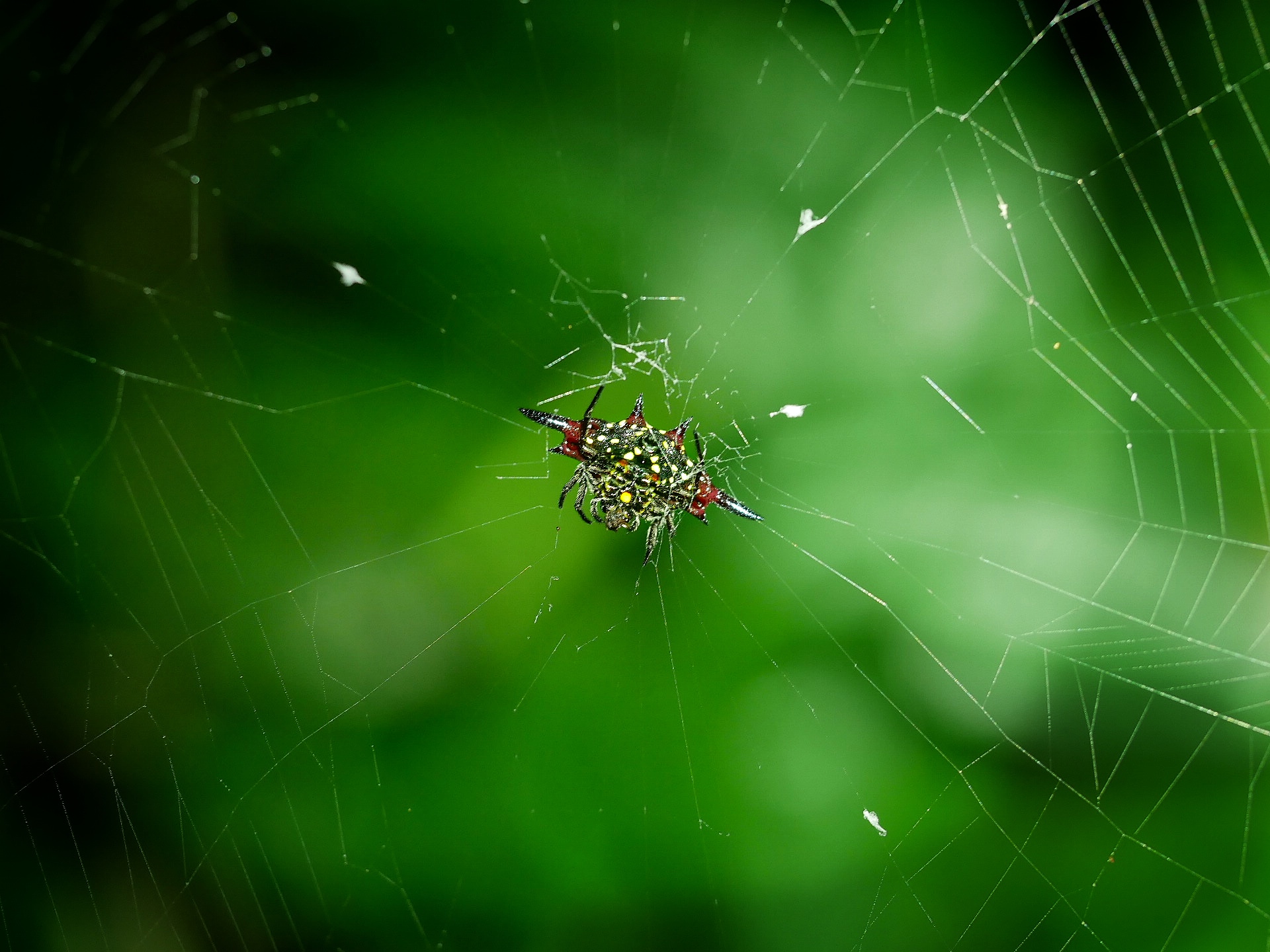 You are currently viewing Northern Jewelled Spider