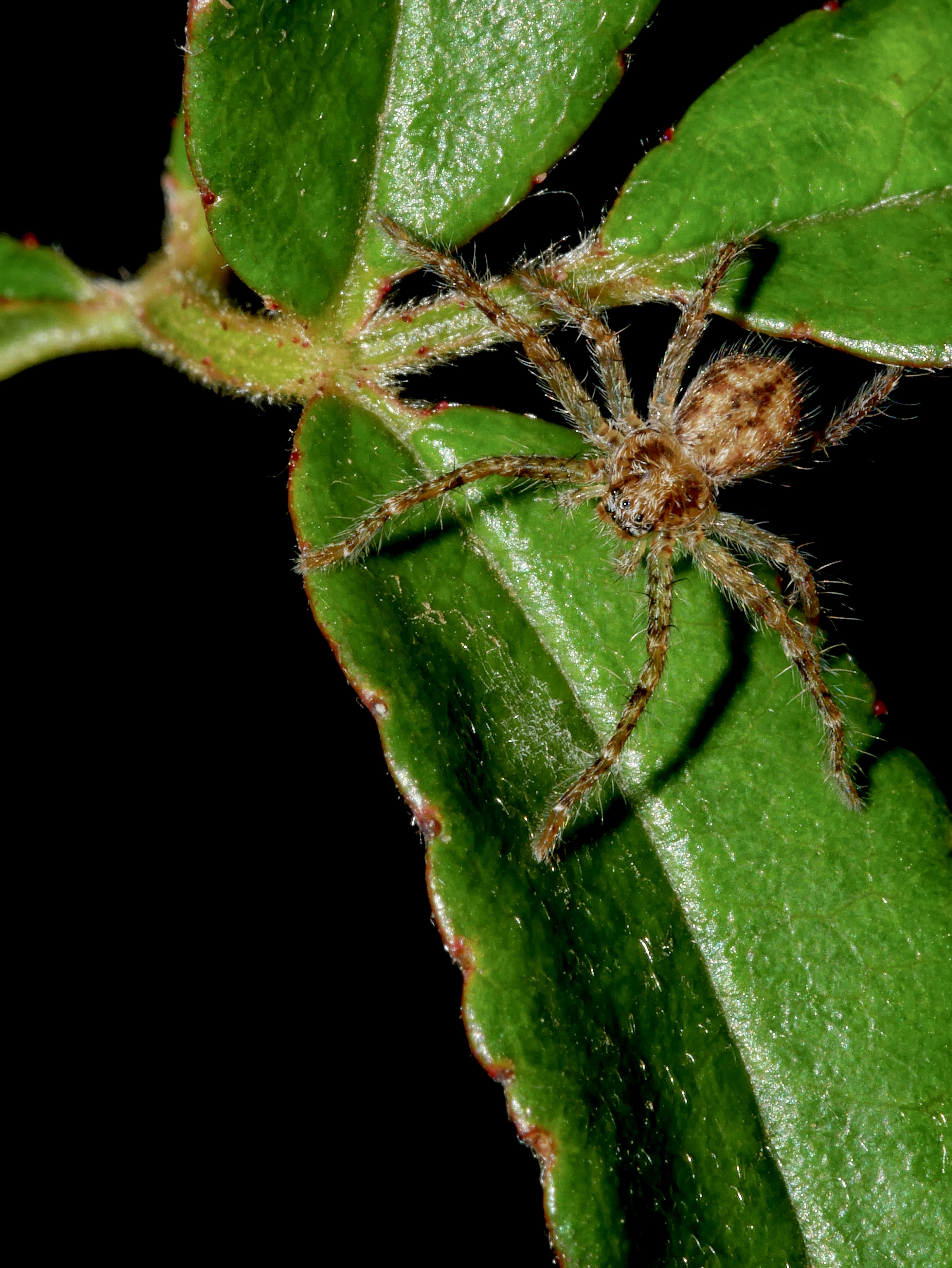 Read more about the article Huntsman Spider